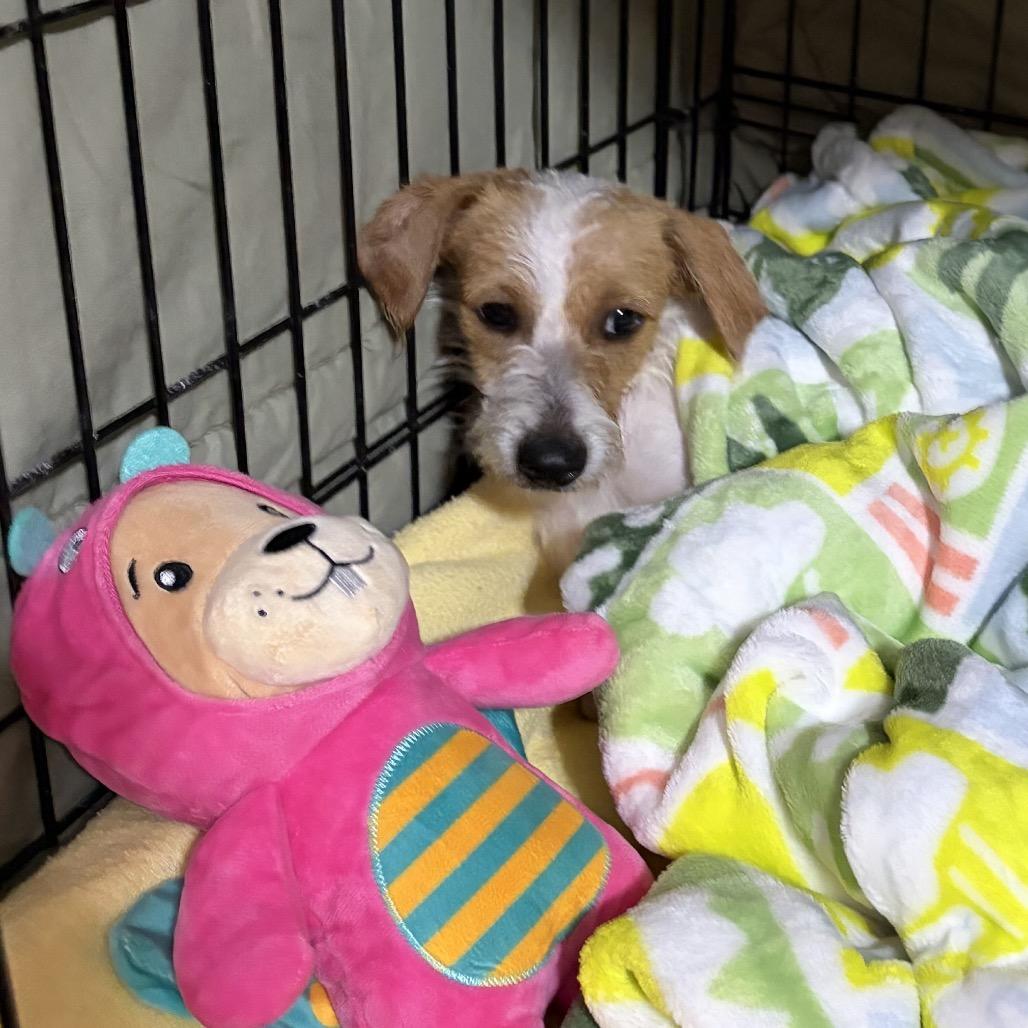Enlarge Gregalina C-34106, a Adoptable mixed breed in Oklahoma City, OK image 6/6