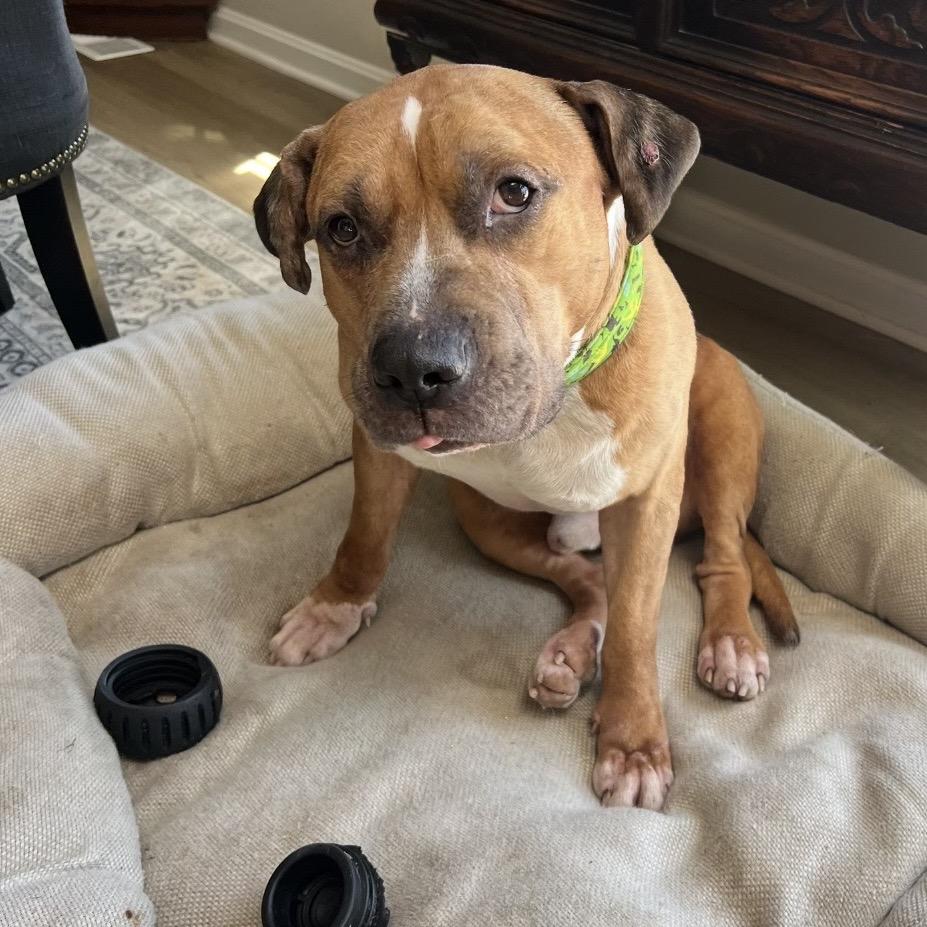 Enlarge Rudy (Evander), a Adoptable mixed breed in Reisterstown, MD image 1/1