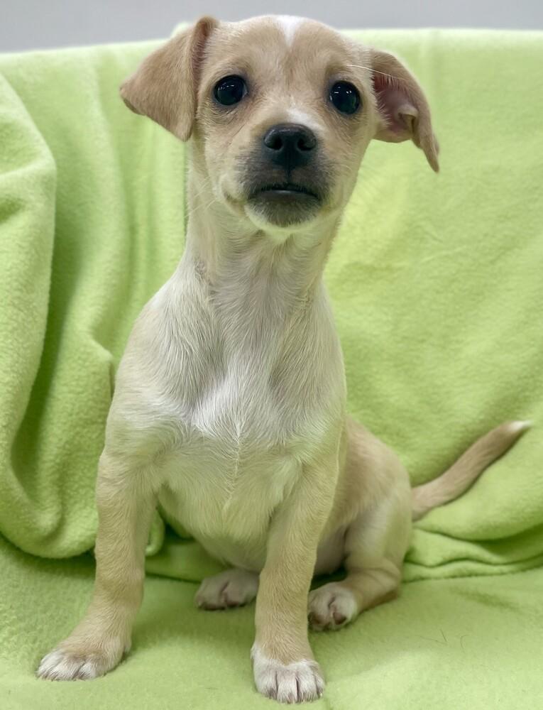 Enlarge Sage, a Adoptable mixed breed in Jamestown, CA image 1/6