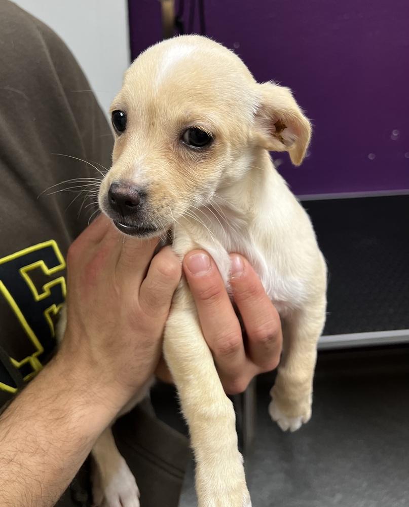 Enlarge Sage, a Adoptable mixed breed in Jamestown, CA image 2/6