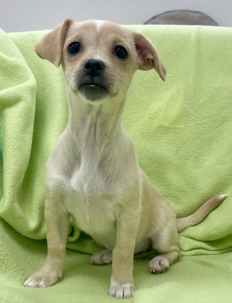 Enlarge Sage, a Adoptable mixed breed in Jamestown, CA image 4/6