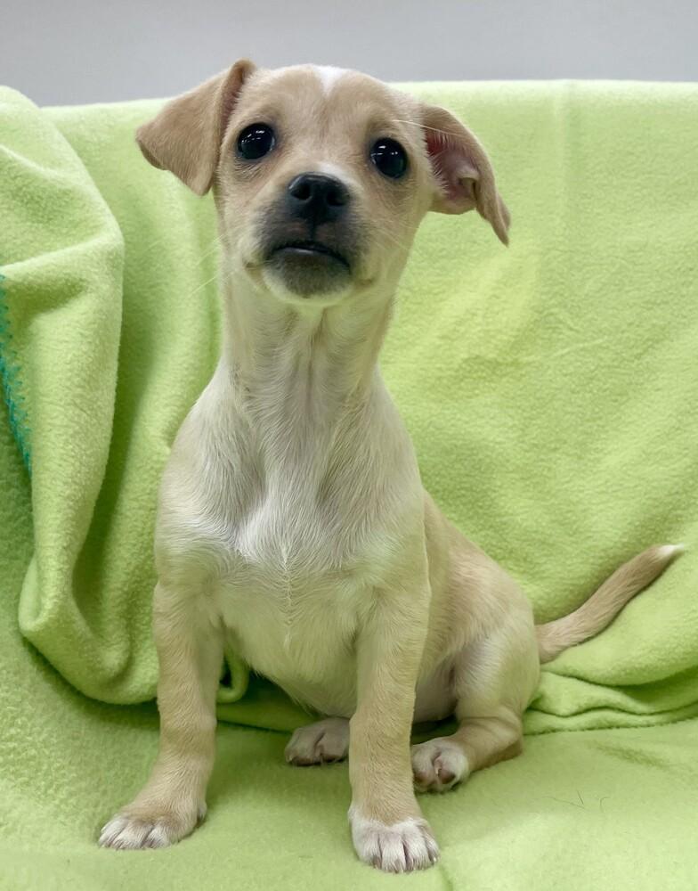 Enlarge Sage, a Adoptable mixed breed in Jamestown, CA image 6/6