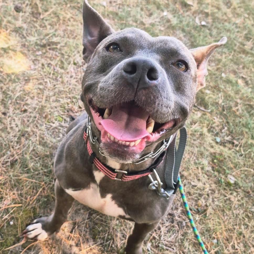 Honey, Adoptable, Adult Female American Staffordshire Terrier.