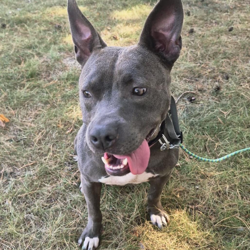 Enlarge Honey, a Adoptable American Staffordshire Terrier in Blaine, MN image 2/4