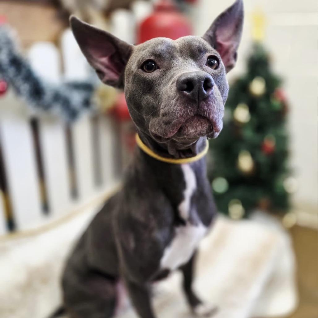 Enlarge Honey, a Adoptable American Staffordshire Terrier in Blaine, MN image 1/2