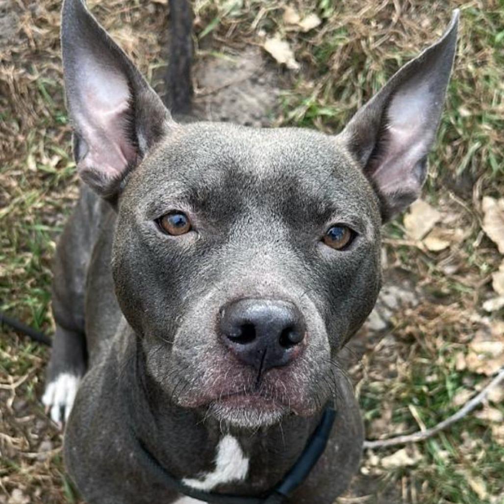 Enlarge Honey, a Adoptable American Staffordshire Terrier in Blaine, MN image 2/2