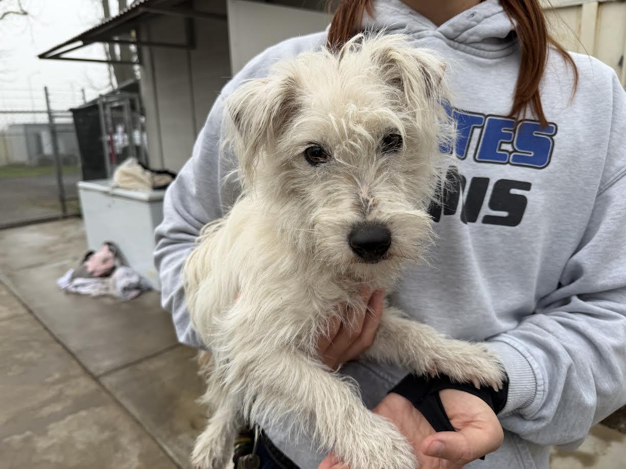 Enlarge Opal, an adopted West Highland White Terrier / Westie in Oakdale, CA image 1/1