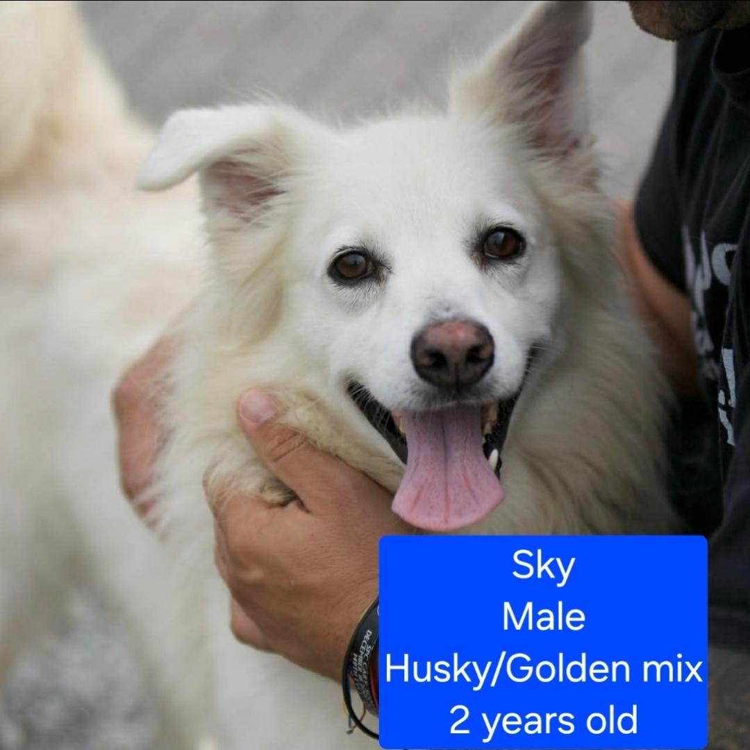 Enlarge Sky, a ADOPTABLE mixed breed in Ross, OH image 1/1