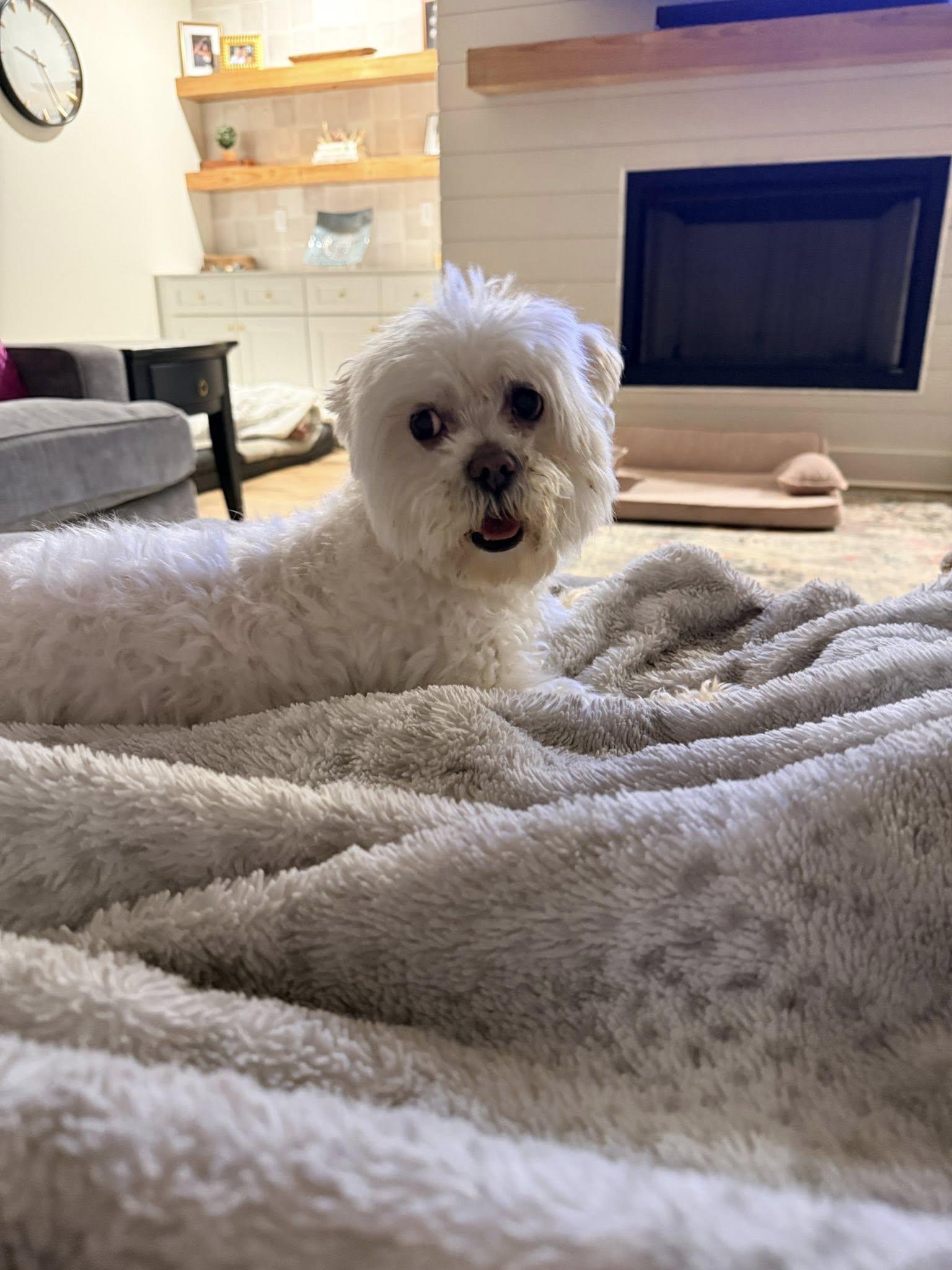 Hendrick, adopted, Adult Male Poodle & Maltese.