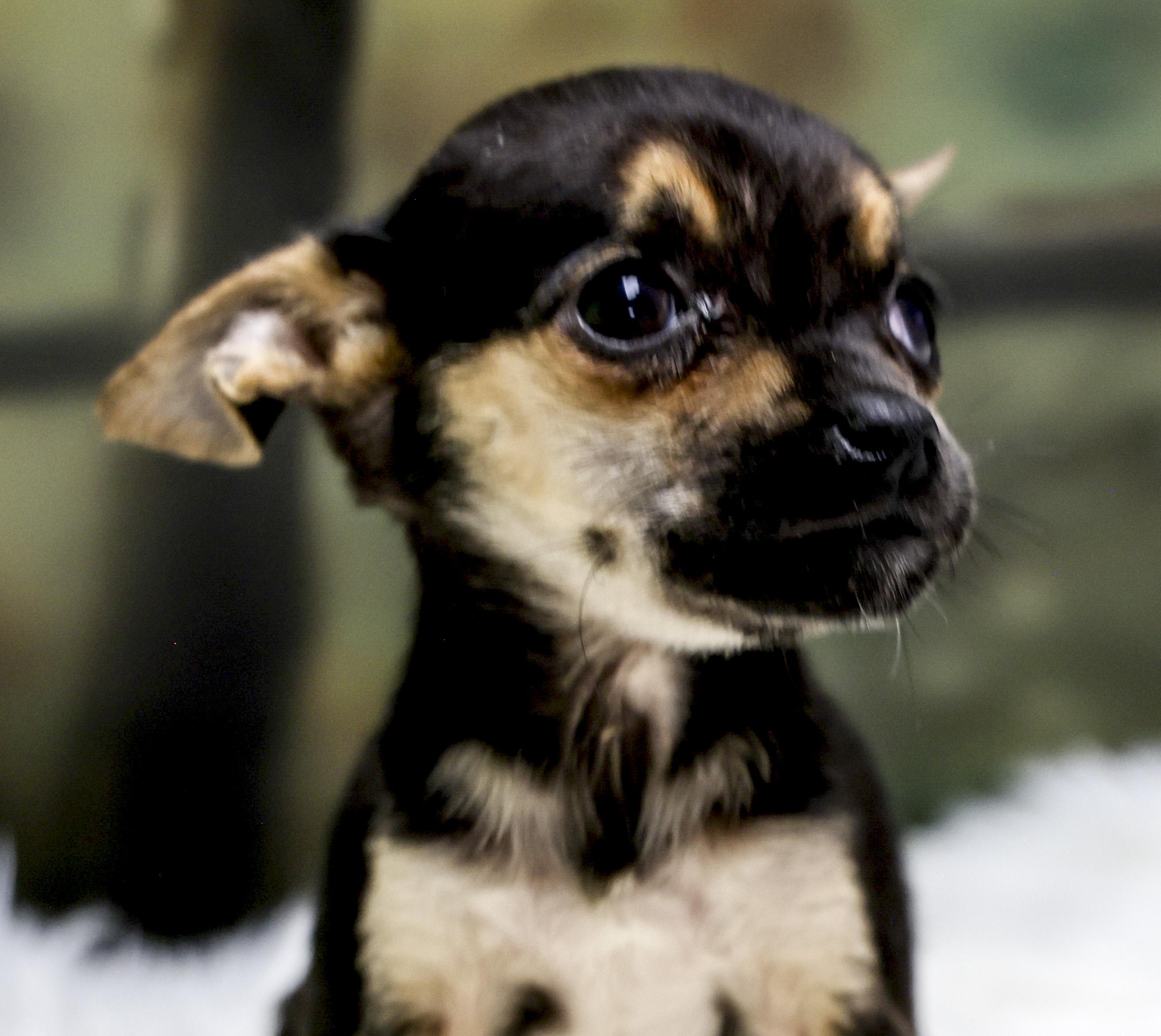 Enlarge The Chihuahua Puppies -- Nova, an adopted mixed breed in Casa Grande, AZ image 1/4