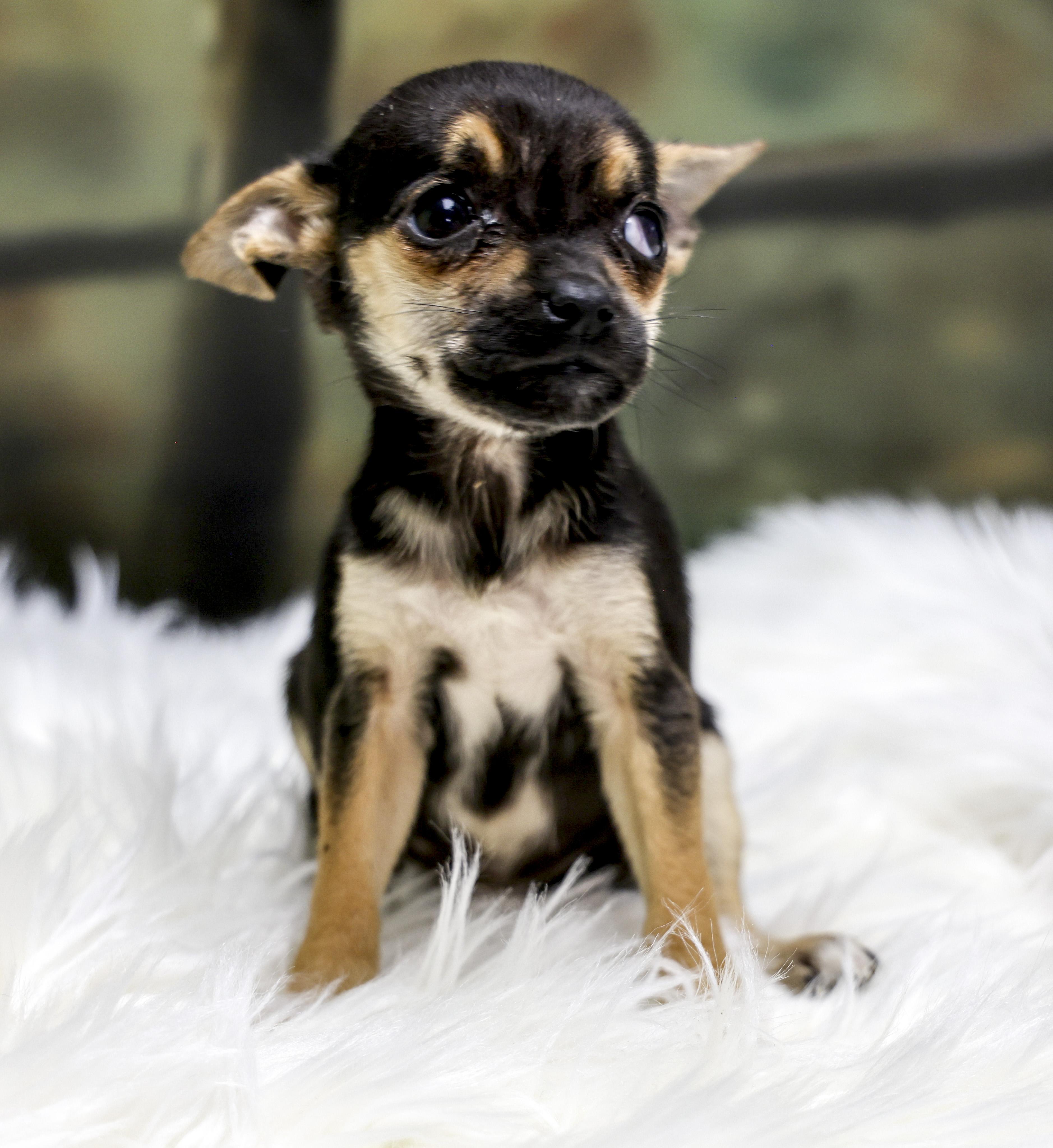 Enlarge The Chihuahua Puppies -- Nova, an adopted mixed breed in Casa Grande, AZ image 2/4