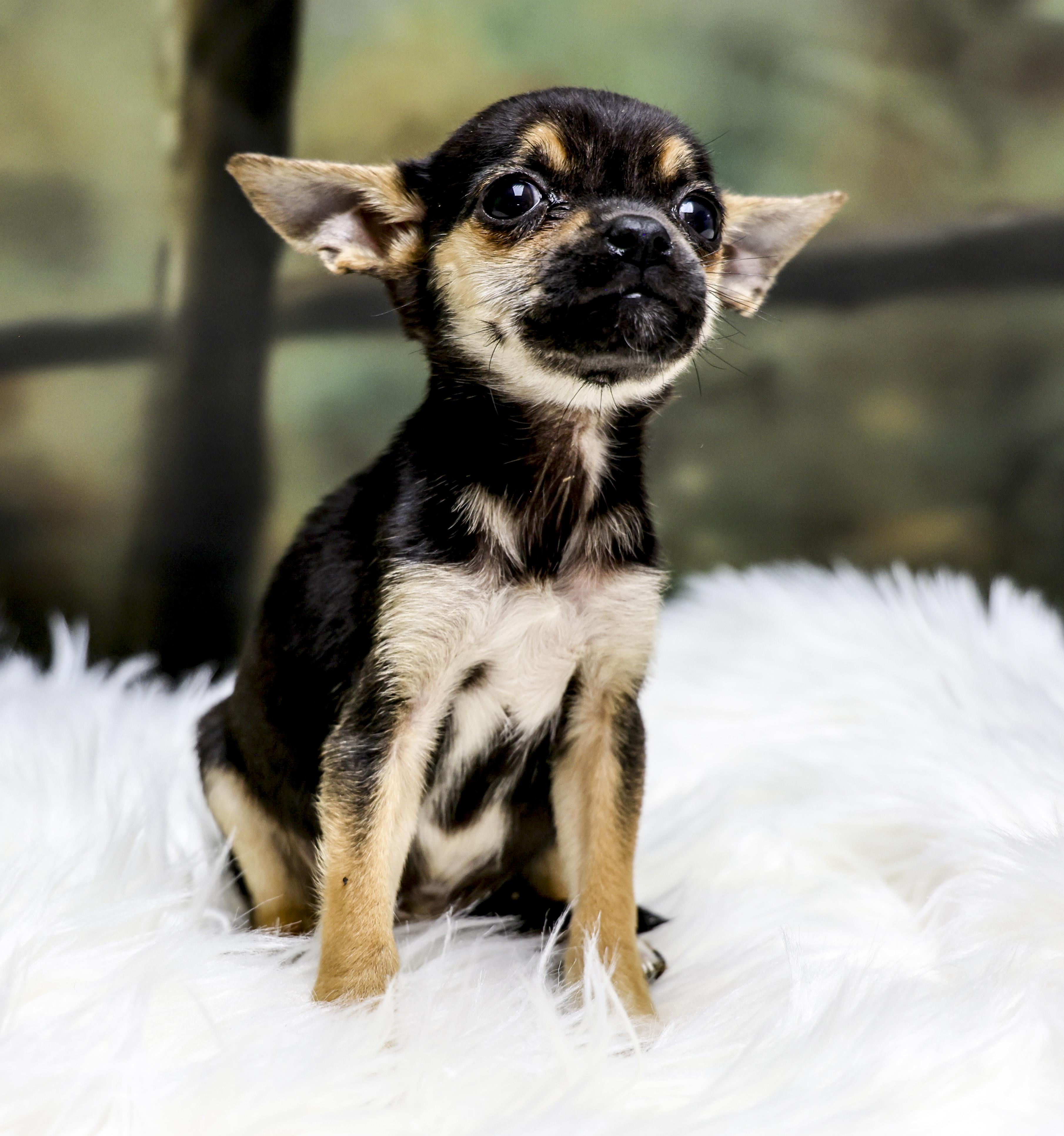 Enlarge The Chihuahua Puppies -- Nova, an adopted mixed breed in Casa Grande, AZ image 4/4