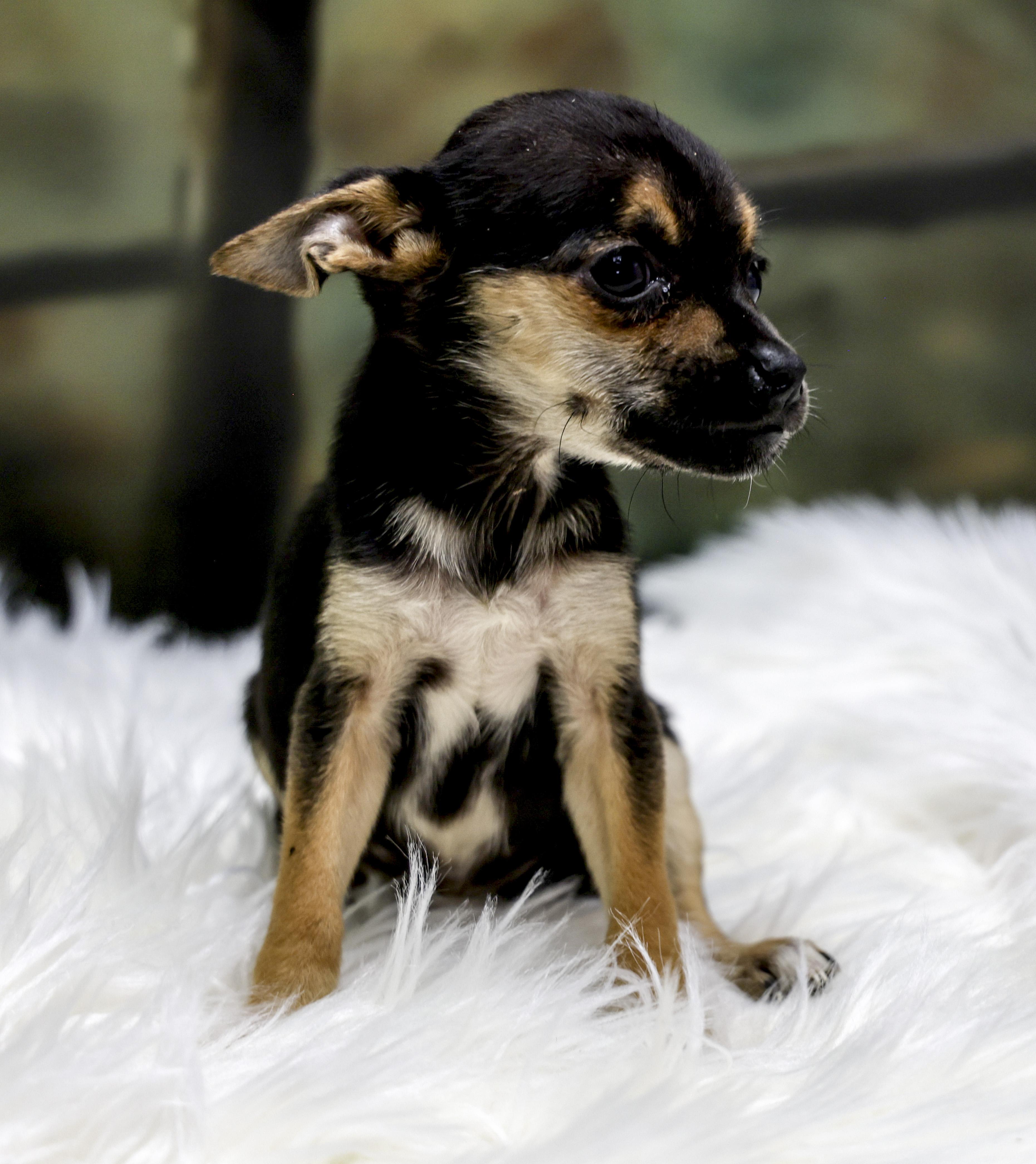 Enlarge The Chihuahua Puppies -- Nova, an adopted mixed breed in Casa Grande, AZ image 3/4