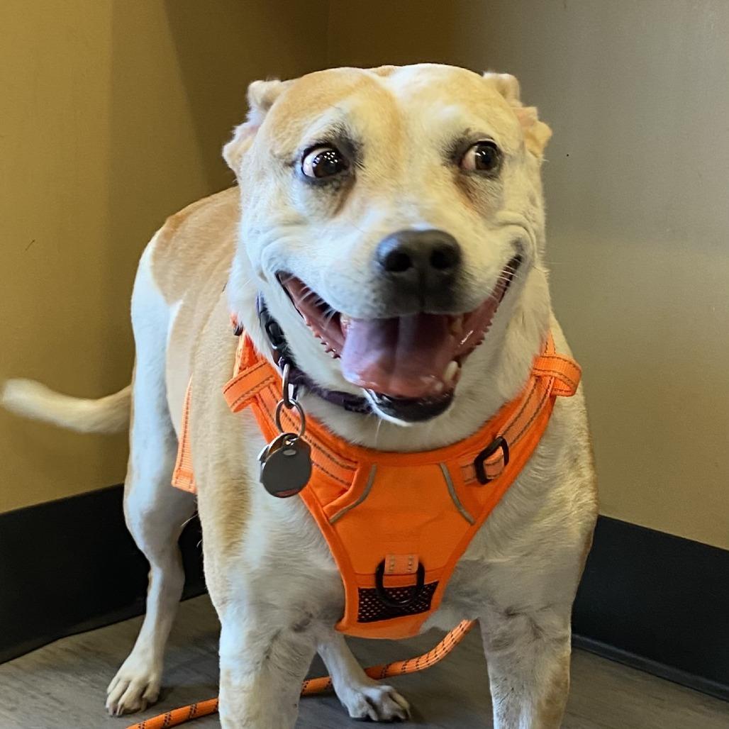 Enlarge Sophie, a Adoptable Mixed Breed in Palm Springs, CA image 1/4