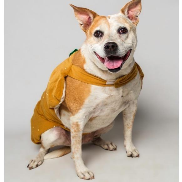 Enlarge Sophie, a Adoptable Mixed Breed in Palm Springs, CA image 3/4