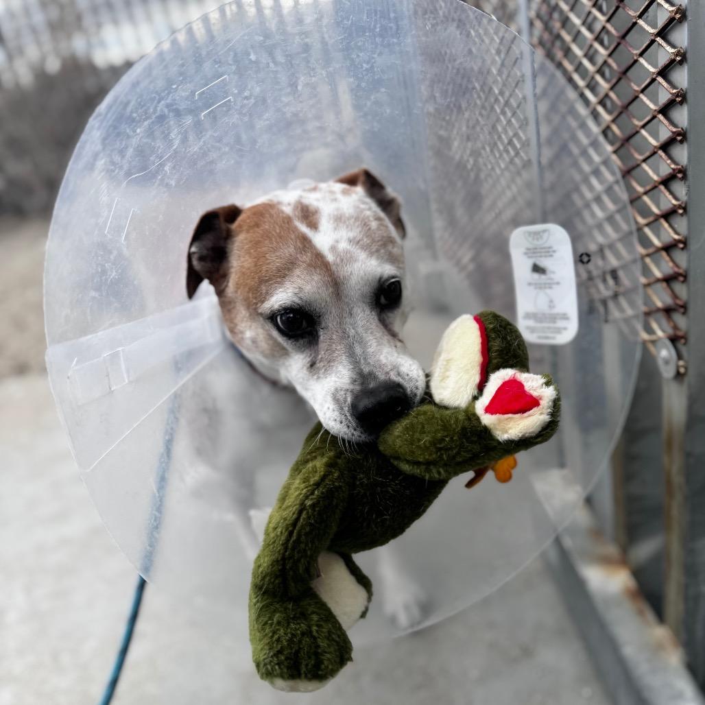 Enlarge Sophie, a Adoptable Mixed Breed in Palm Springs, CA image 4/4