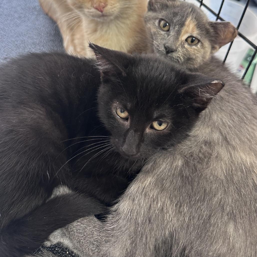 Sassafras, Adoptable, Kitten Female Domestic Short Hair.