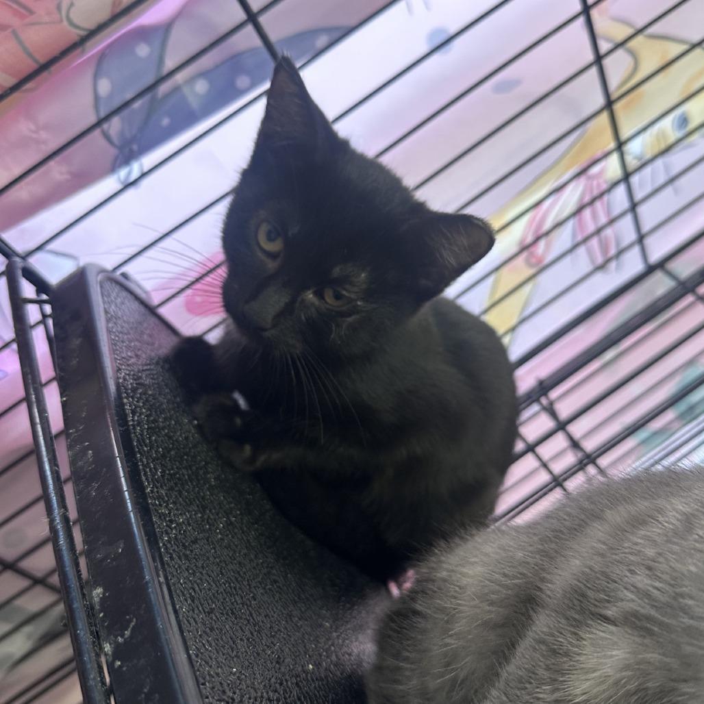 Sassafras, a Adoptable Domestic Short Hair in Branson, MO image 2/5