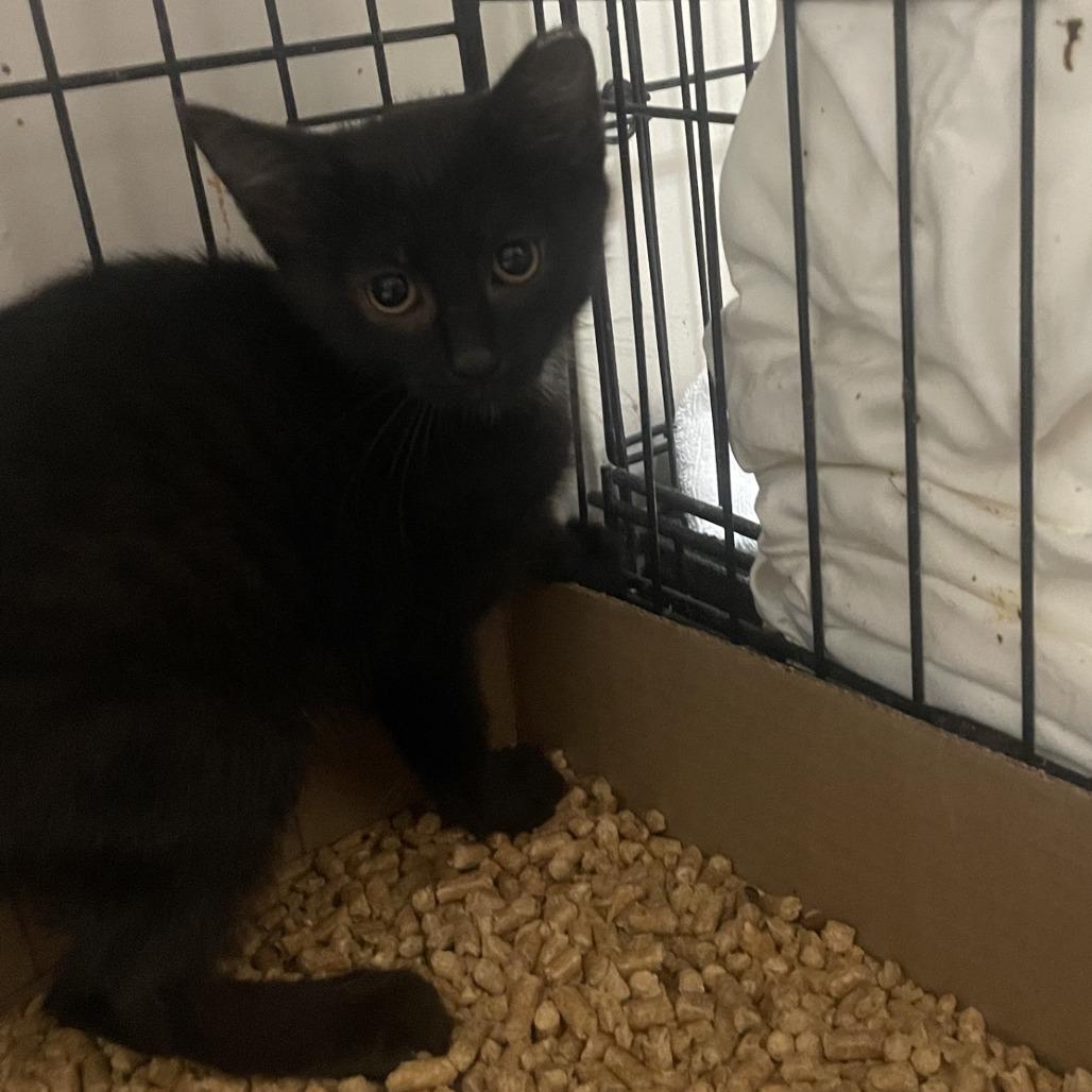 Sassafras, Adoptable, Kitten Female Domestic Short Hair.