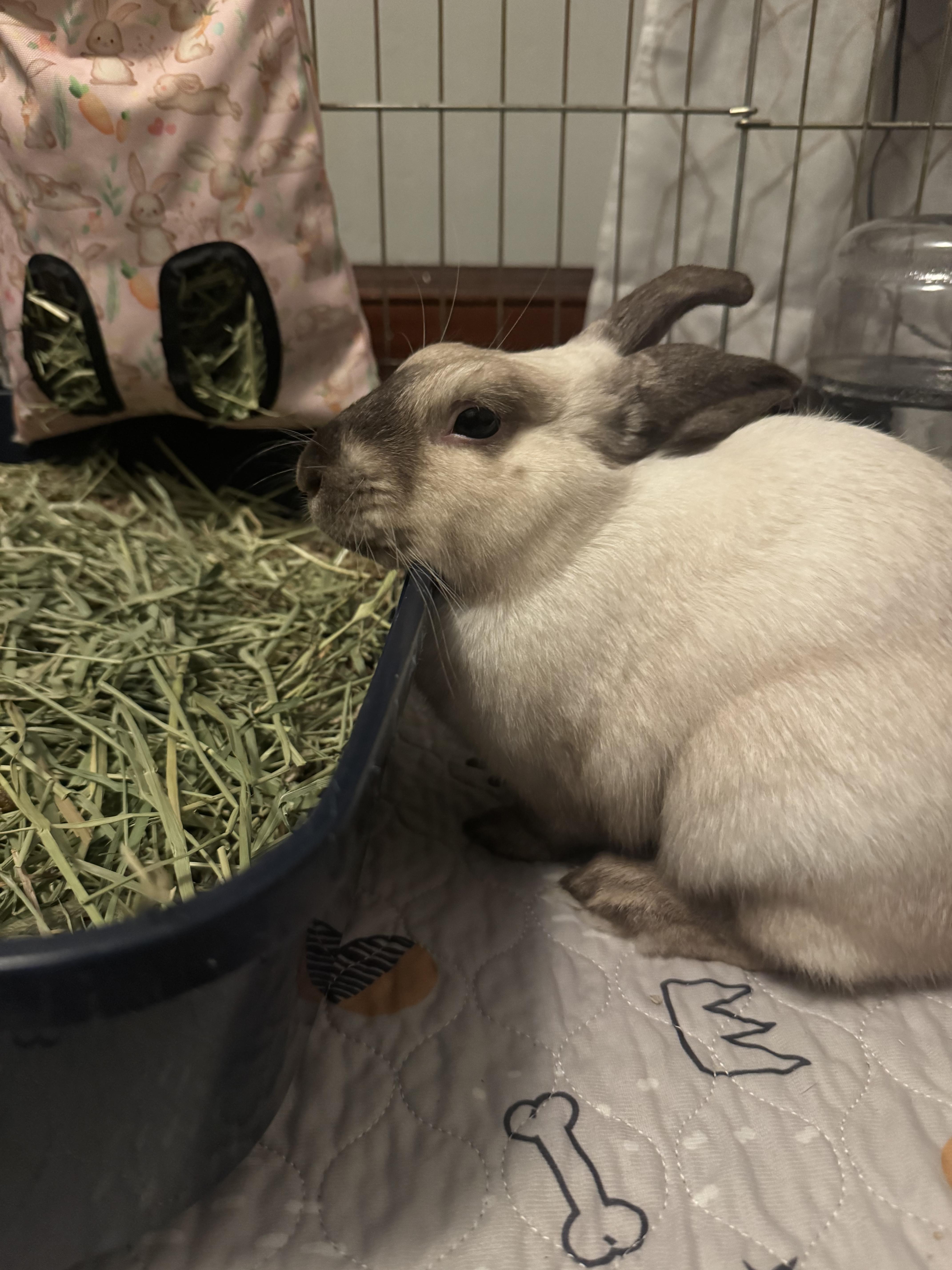 Bandit, adoptable, Young Male Himalayan.