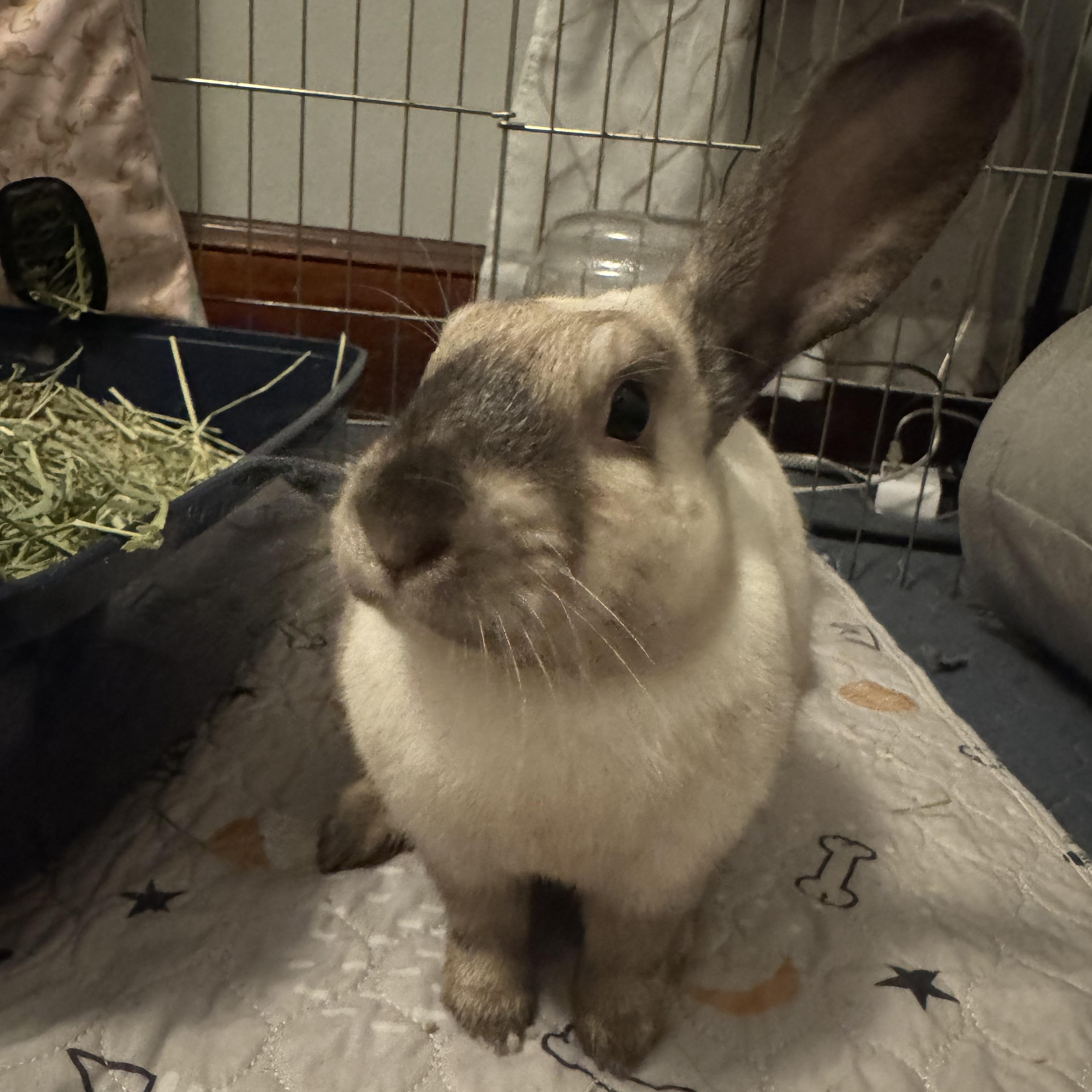 Enlarge Bandit, an adopted mixed breed in Andover, MA image 3/5