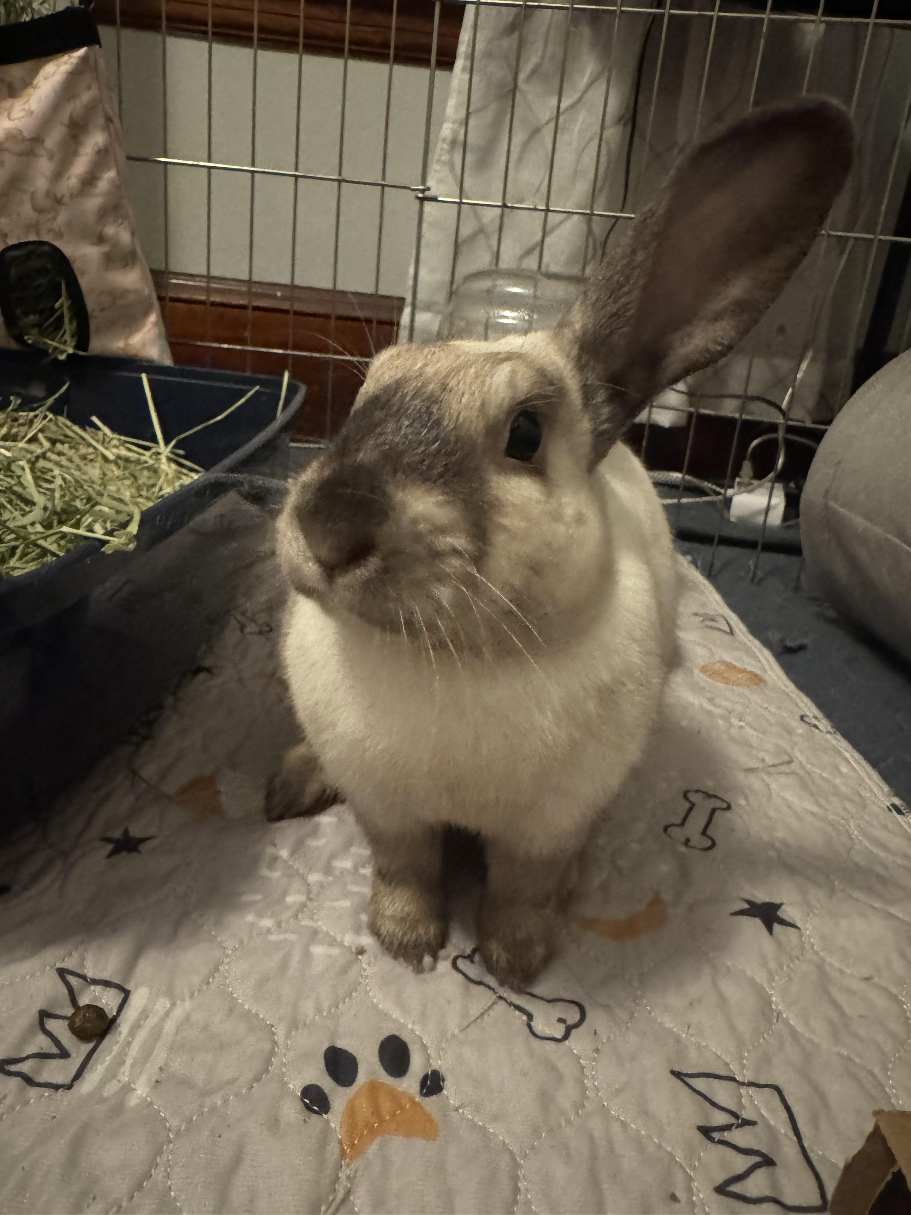 Bandit, an adoptable mixed breed in Andover, MA image 2/5