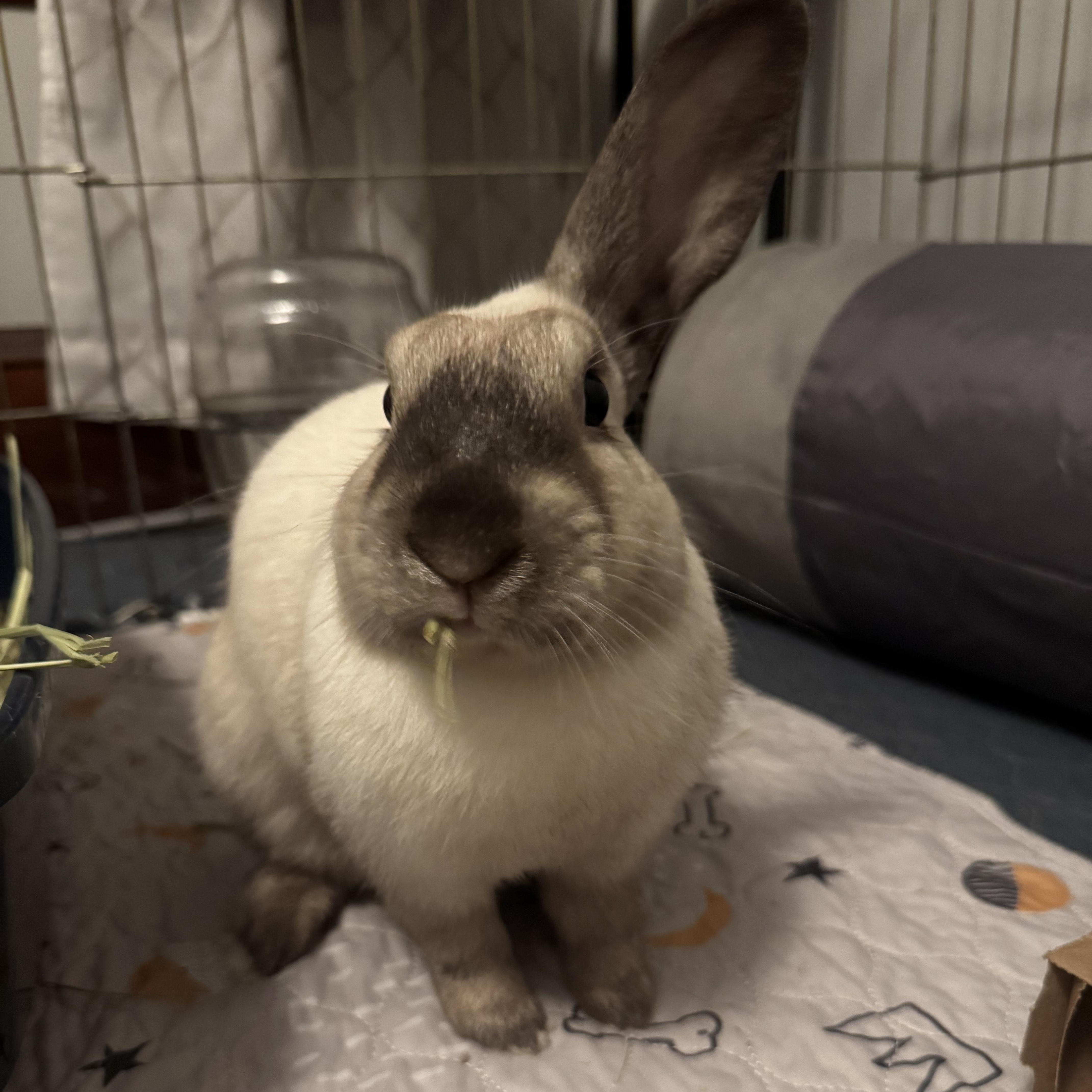 Enlarge Bandit, an adopted mixed breed in Andover, MA image 5/5
