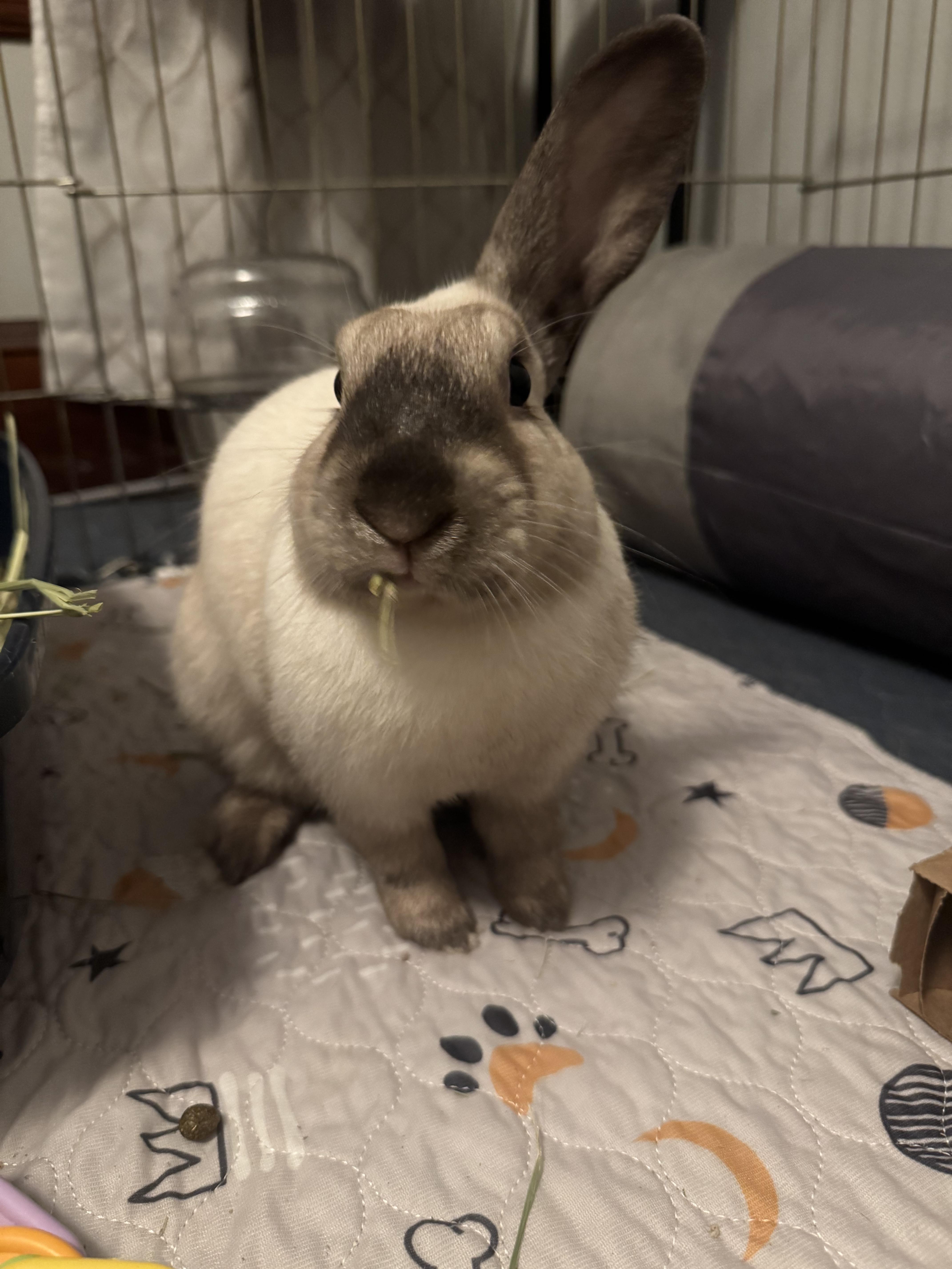 Bandit, an adoptable mixed breed in Andover, MA image 3/5