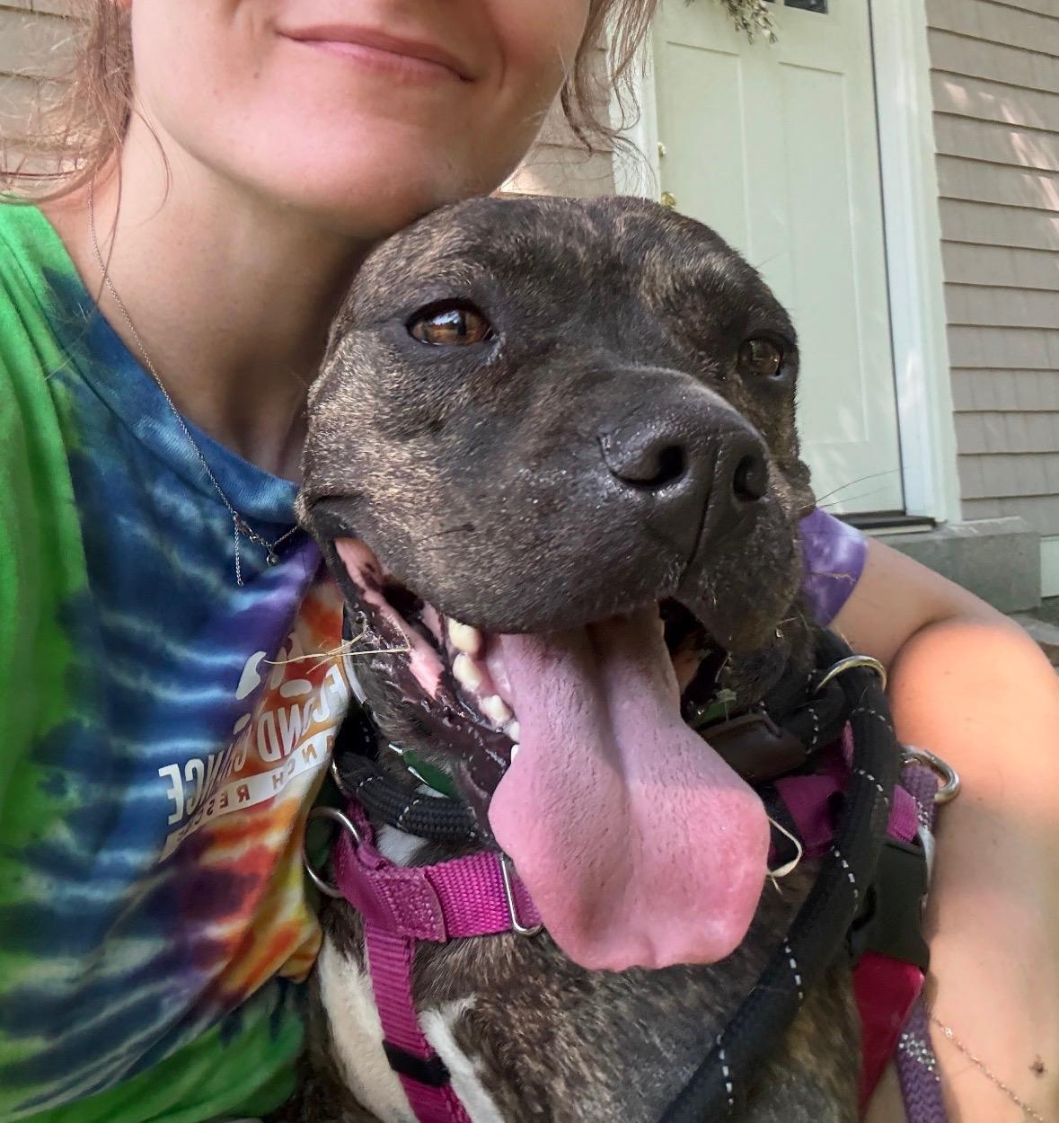 Enlarge Rebel, a ADOPTABLE mixed breed in New Boston, NH image 5/6