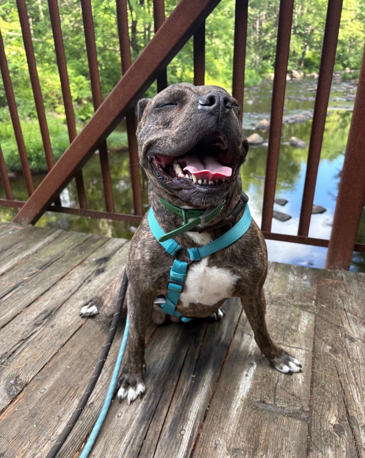 Enlarge Rebel, a ADOPTABLE mixed breed in New Boston, NH image 4/6