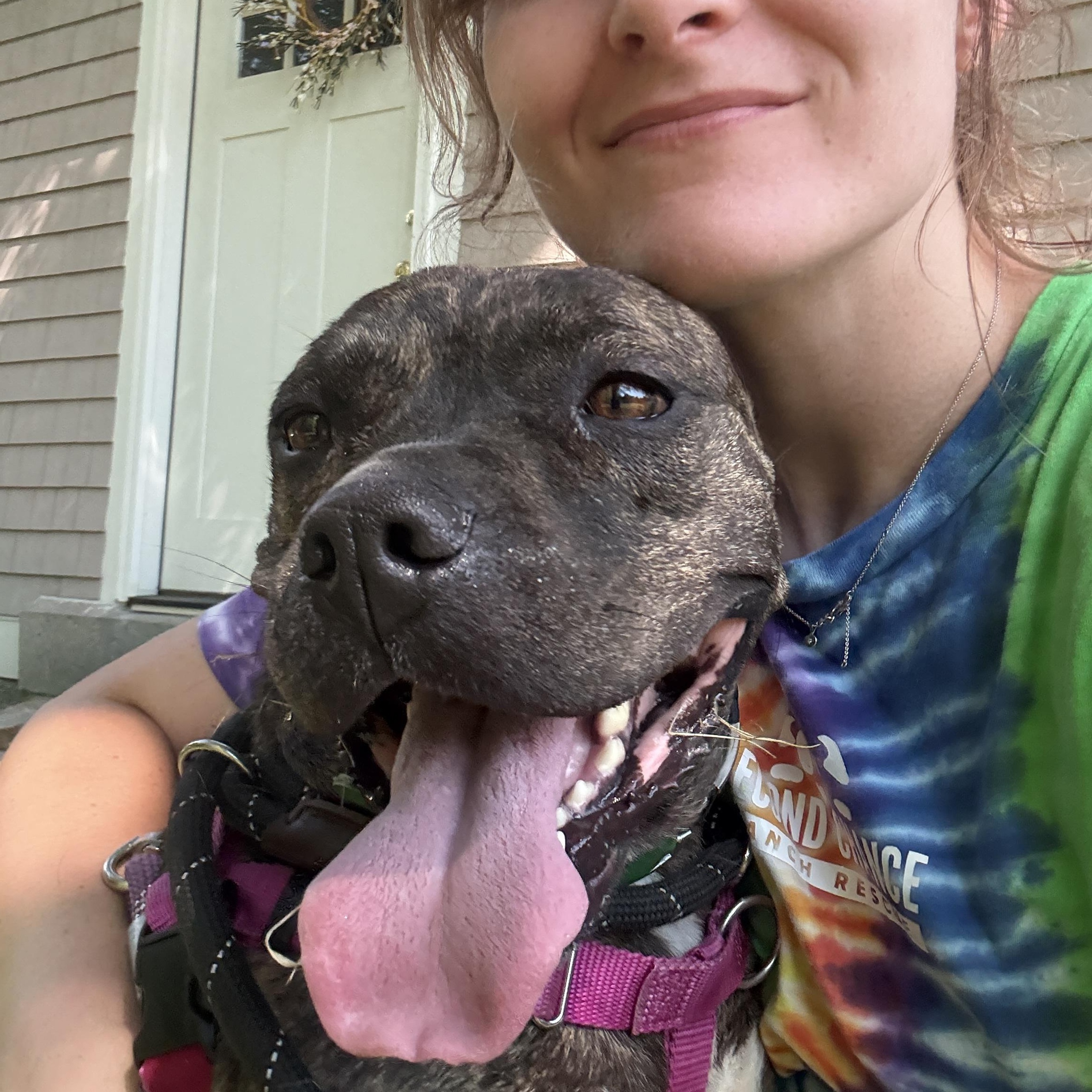 Enlarge Rebel, a ADOPTABLE mixed breed in New Boston, NH image 2/6