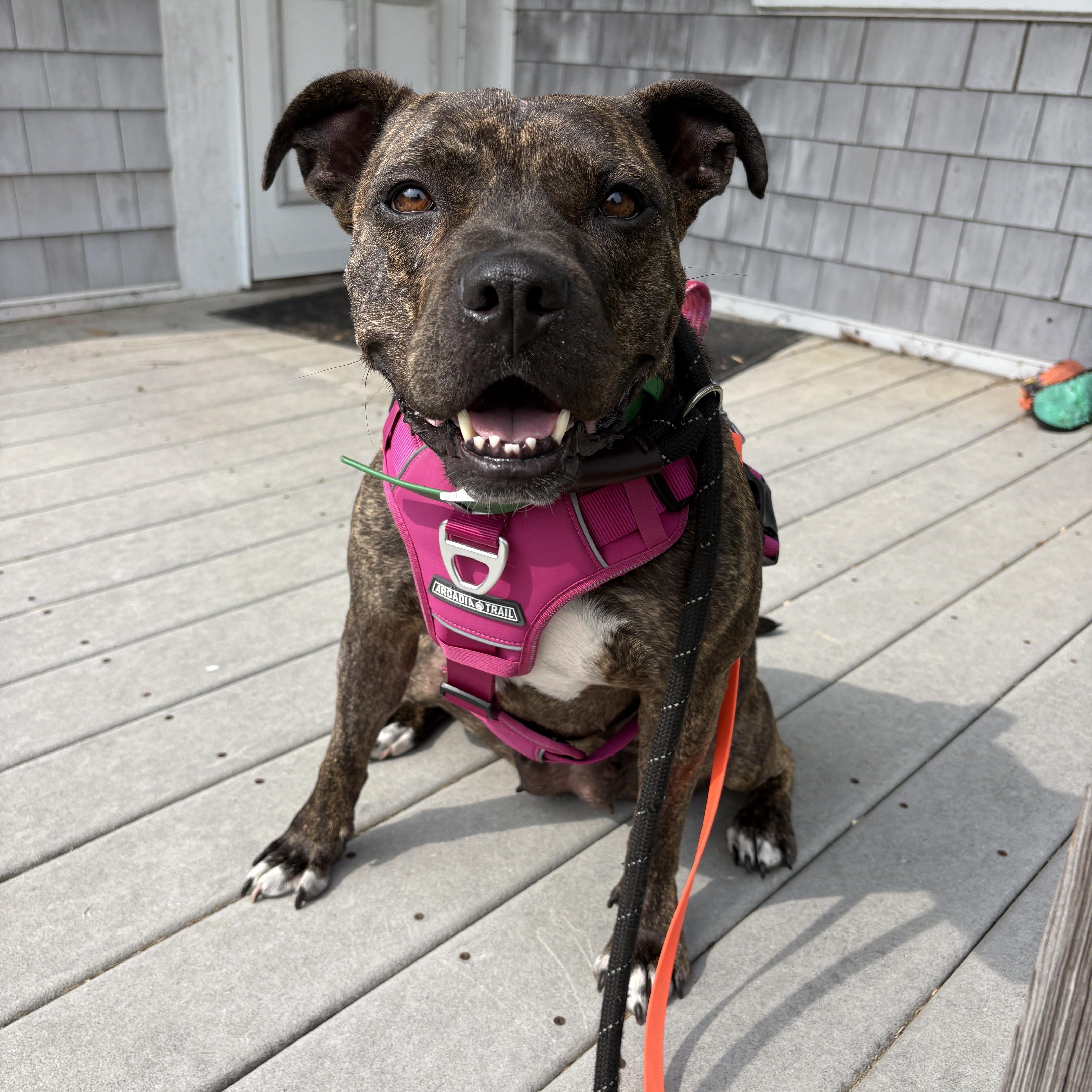 Rebel, ADOPTABLE, Adult Female Boxer & Pit Bull Terrier.