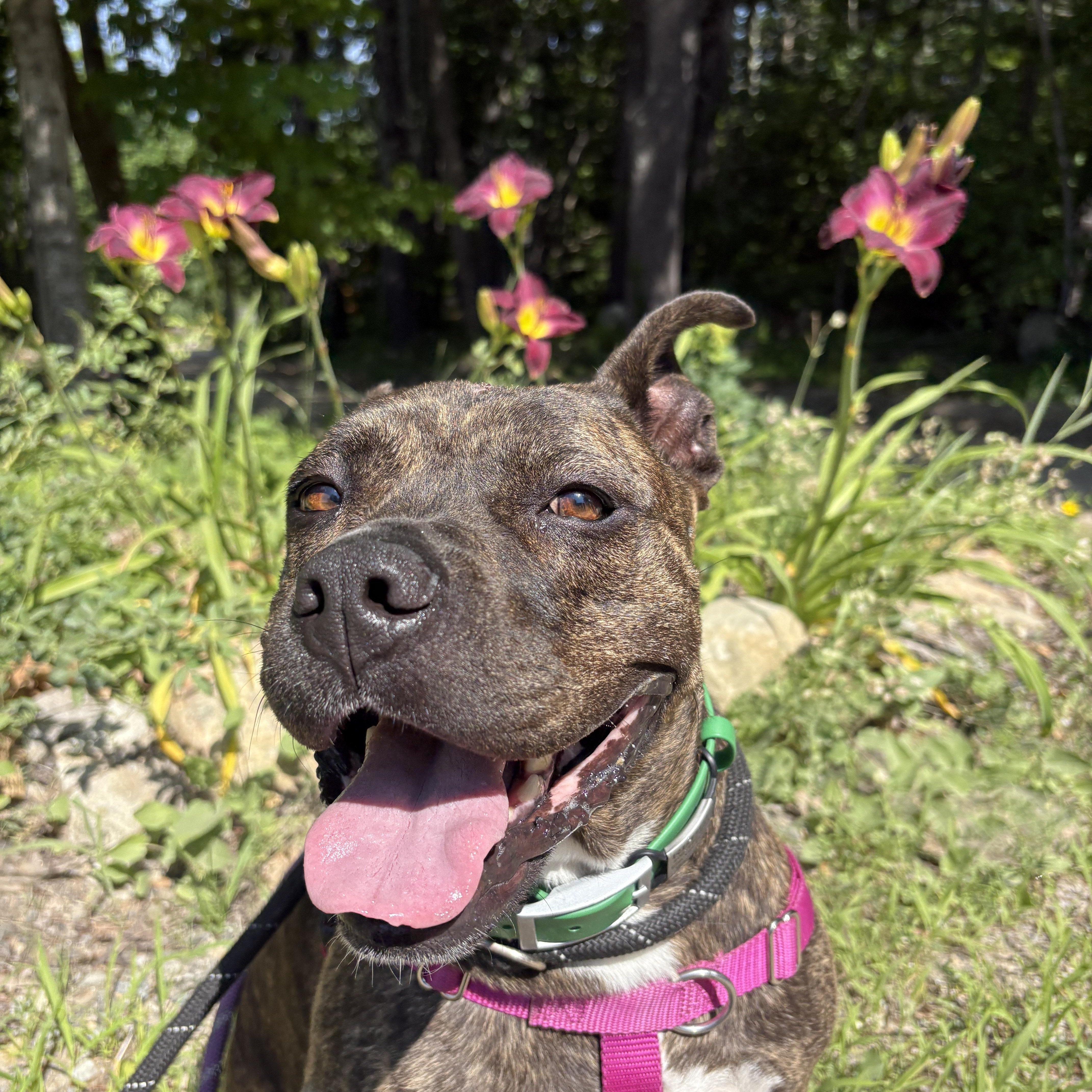 Enlarge Rebel, a ADOPTABLE mixed breed in New Boston, NH image 3/6
