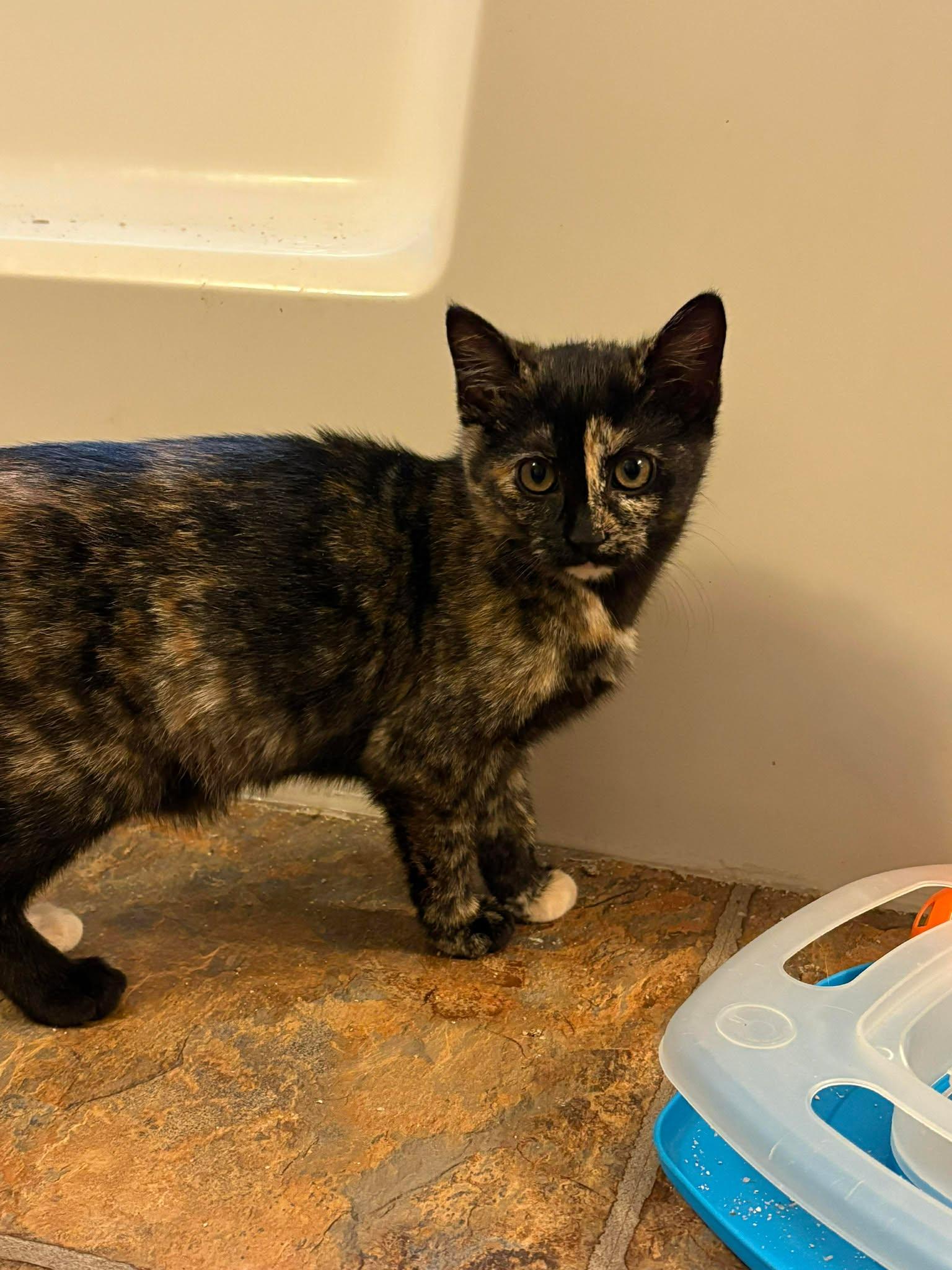 Enlarge Taco, a Adopted Domestic Short Hair in Camden, SC image 1/2