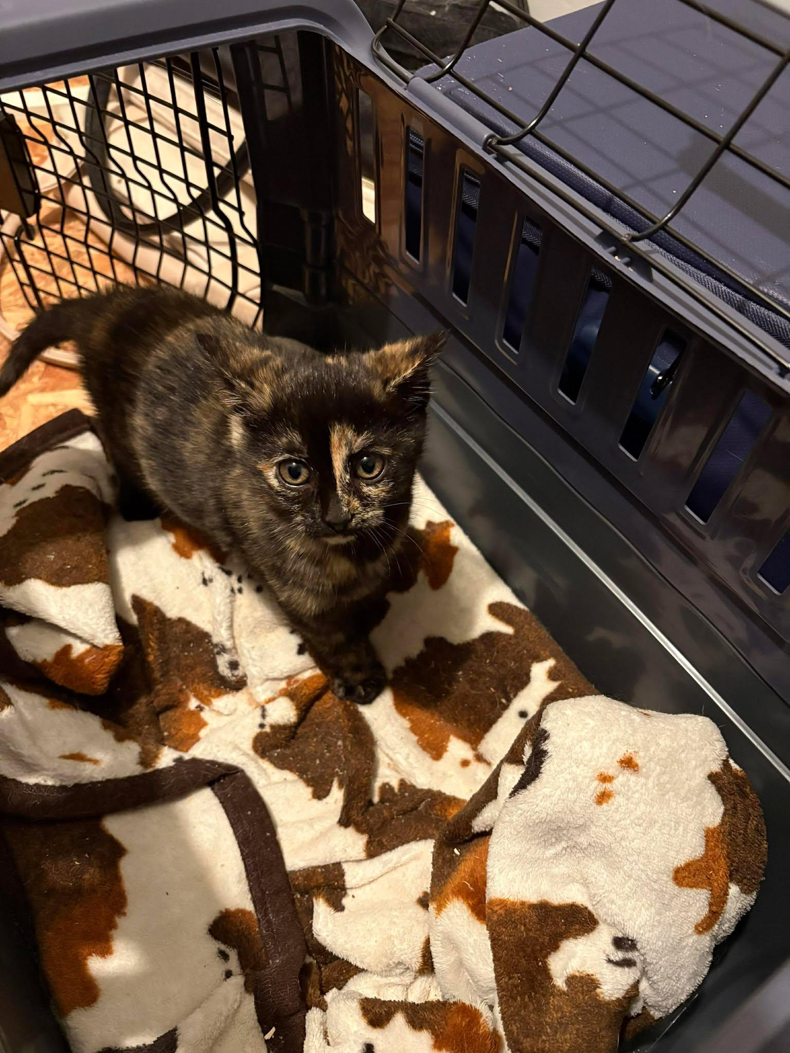 Enlarge Taco, a Adopted Domestic Short Hair in Camden, SC image 2/2