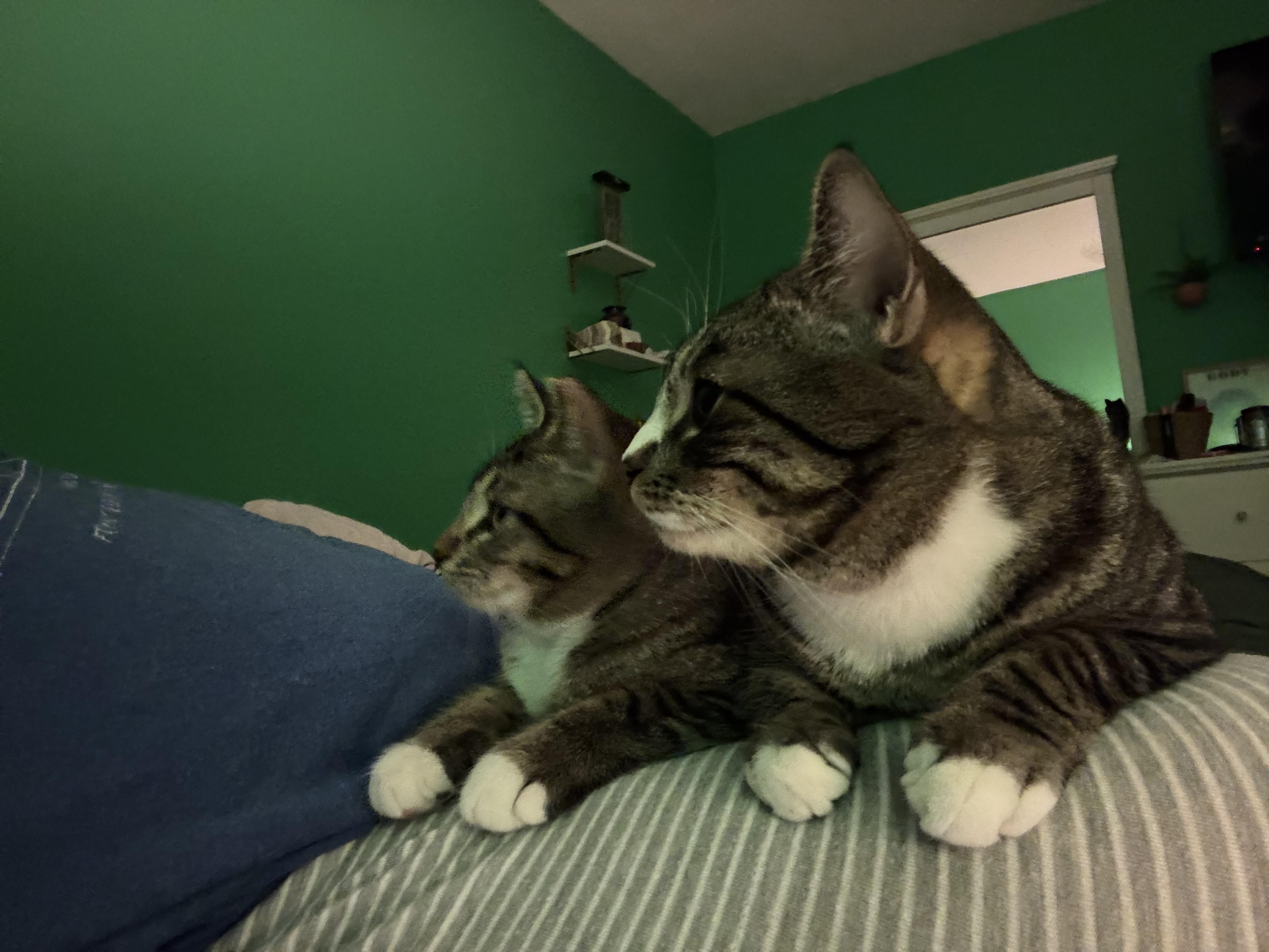 Nutmeg , a Adoptable Domestic Short Hair in Wesley Chapel, FL image 6/6