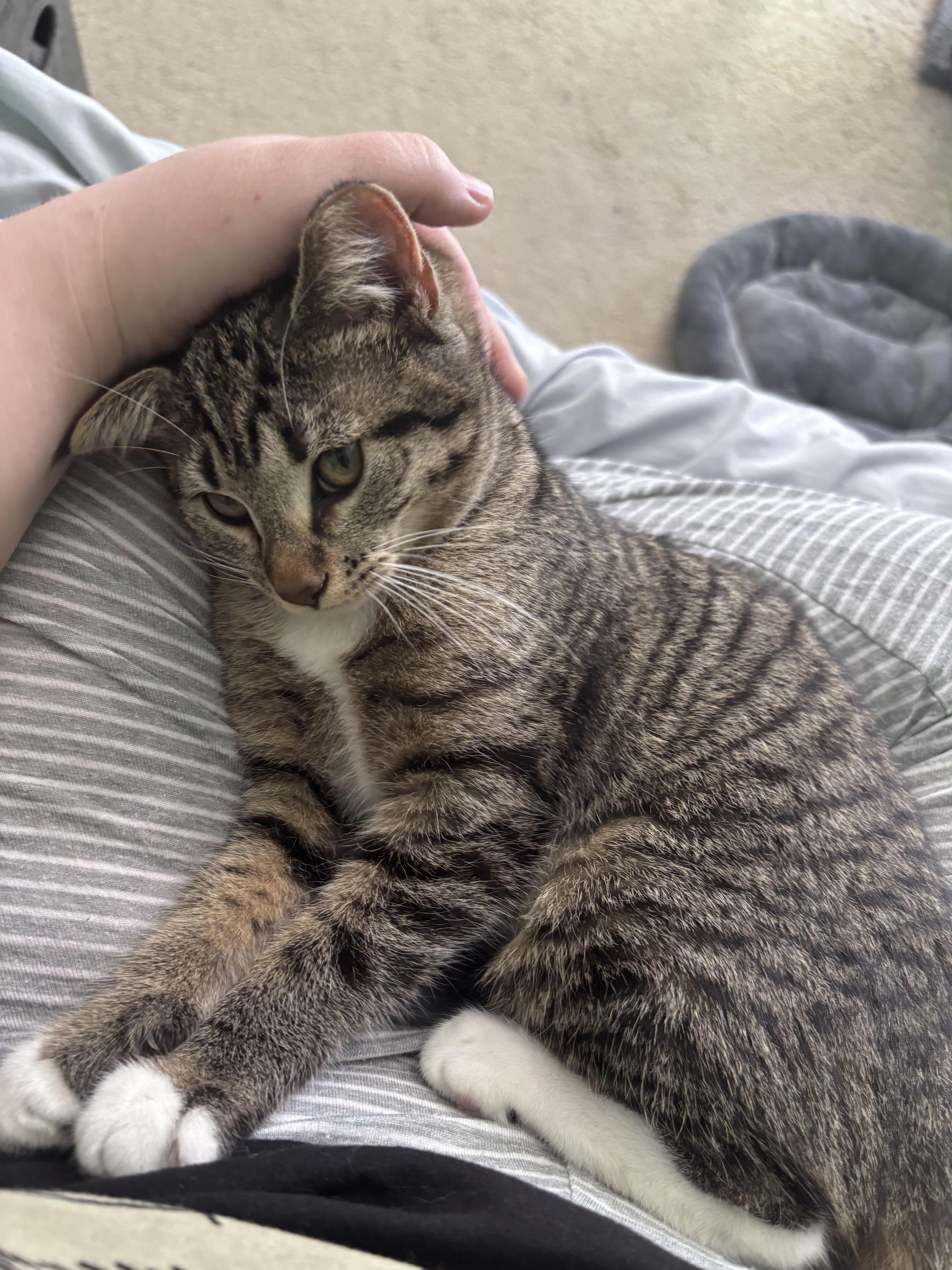 Nutmeg , a Adoptable Domestic Short Hair in Wesley Chapel, FL image 3/6