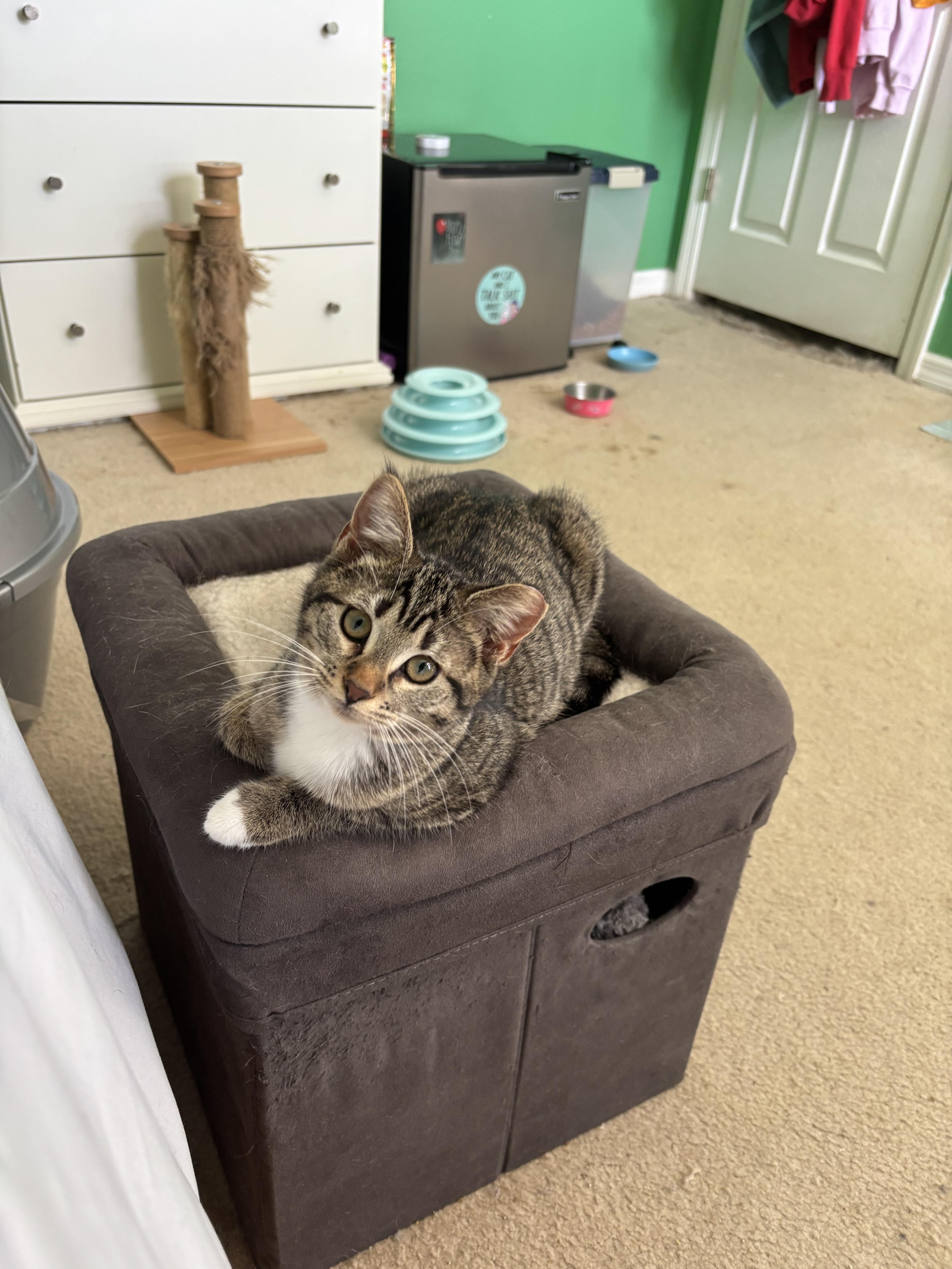 Nutmeg , a Adoptable Domestic Short Hair in Wesley Chapel, FL image 5/6