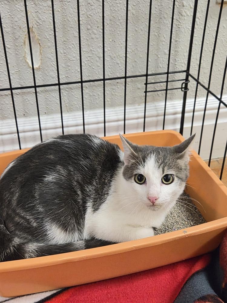 Enlarge ZaZa, a Adoptable Domestic Short Hair in Bolivar, MO image 1/1