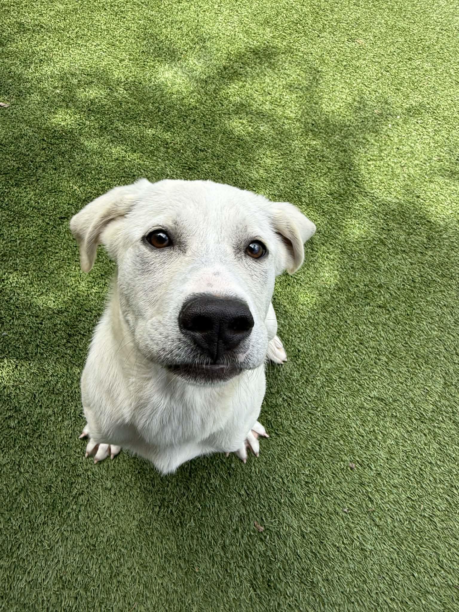 Lucy, a ADOPTABLE mixed breed in Groton, CT image 2/3