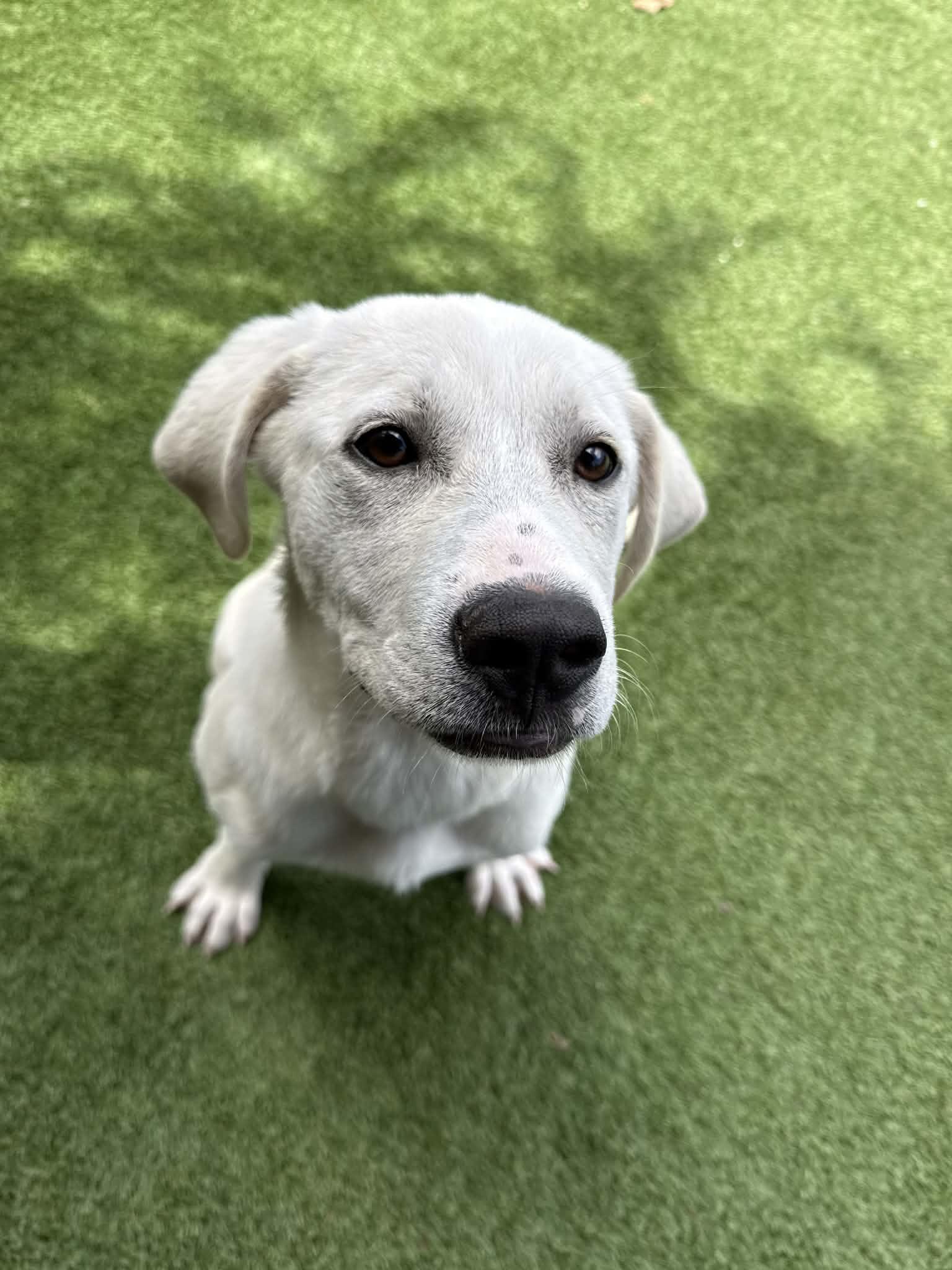 Lucy, a ADOPTABLE mixed breed in Groton, CT image 3/3