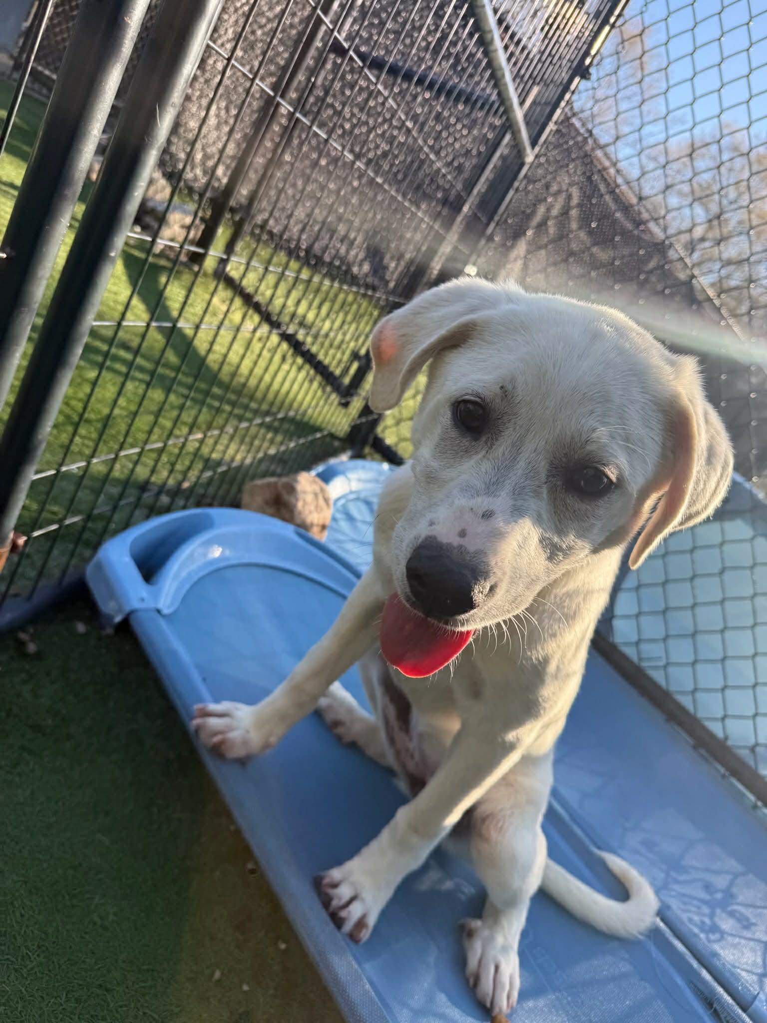 Lucy, a ADOPTABLE mixed breed in Groton, CT image 1/3