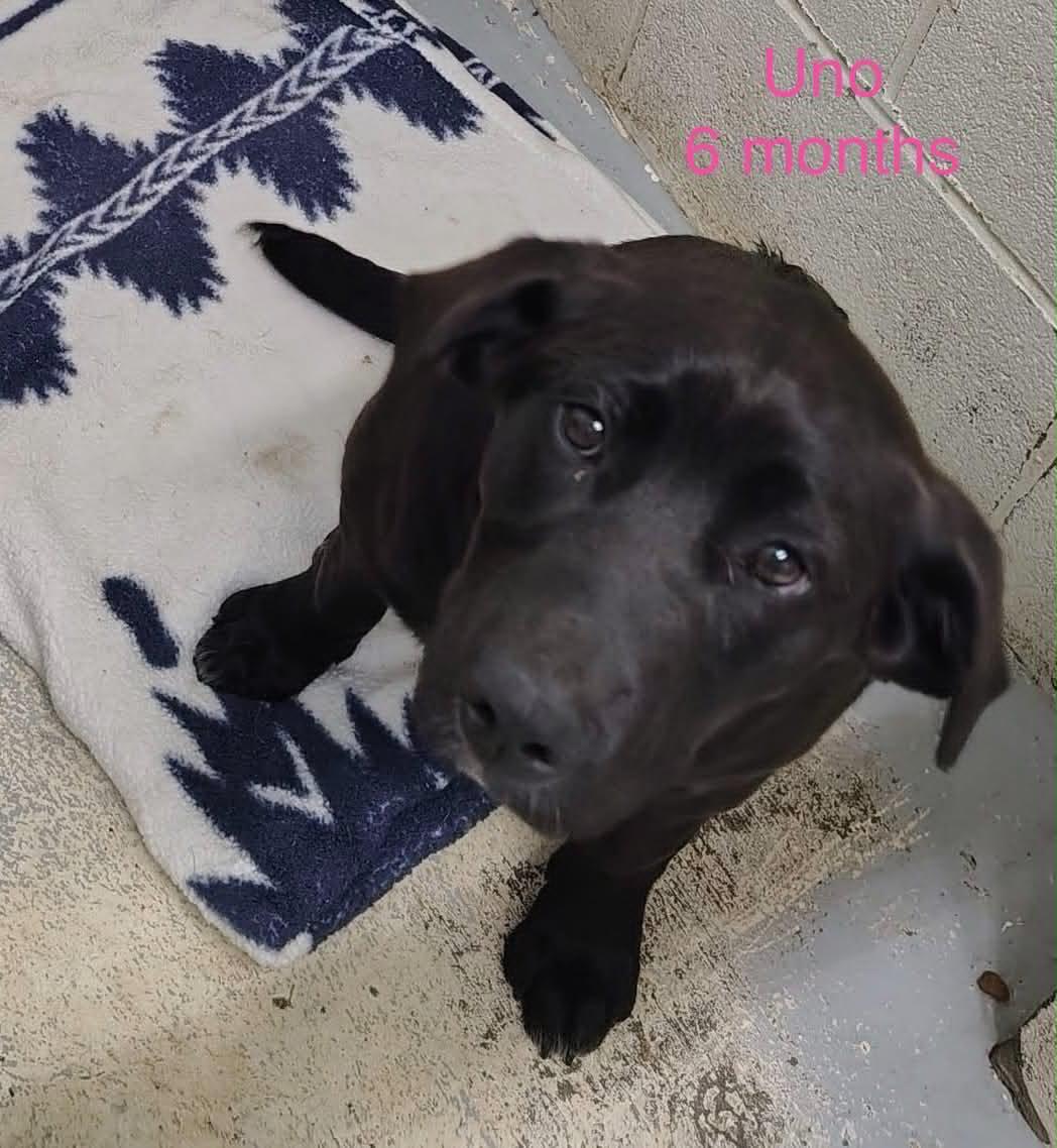 Enlarge Uno, a Adoptable mixed breed in Fayetteville, WV image 1/1