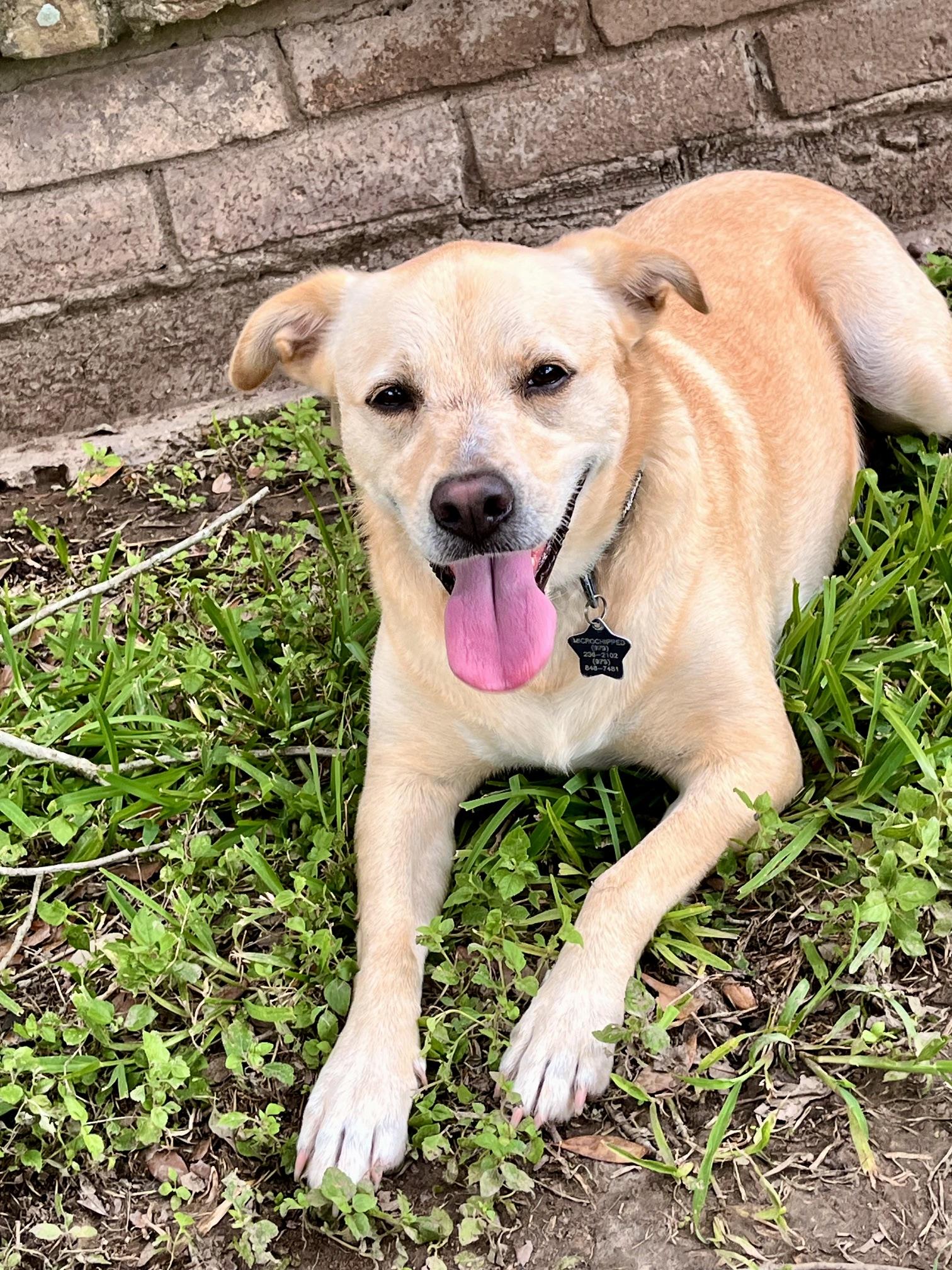 Blondie, a Adoptable mixed breed in Poughkeepsie, NY image 4/6