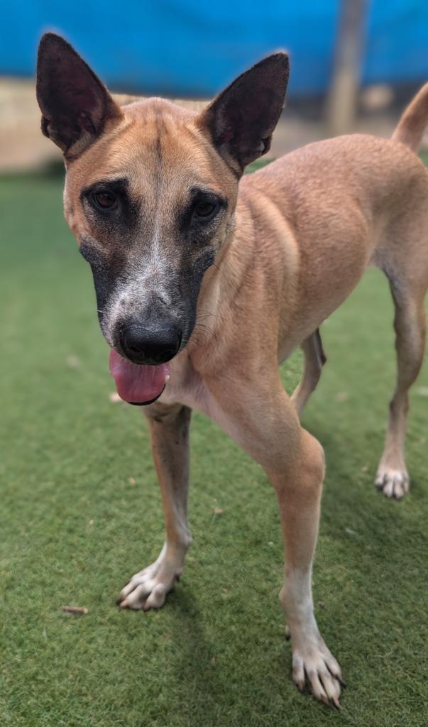 Enlarge Vander (Soi Dog), a Adoptable mixed breed in Seattle, WA image 3/6