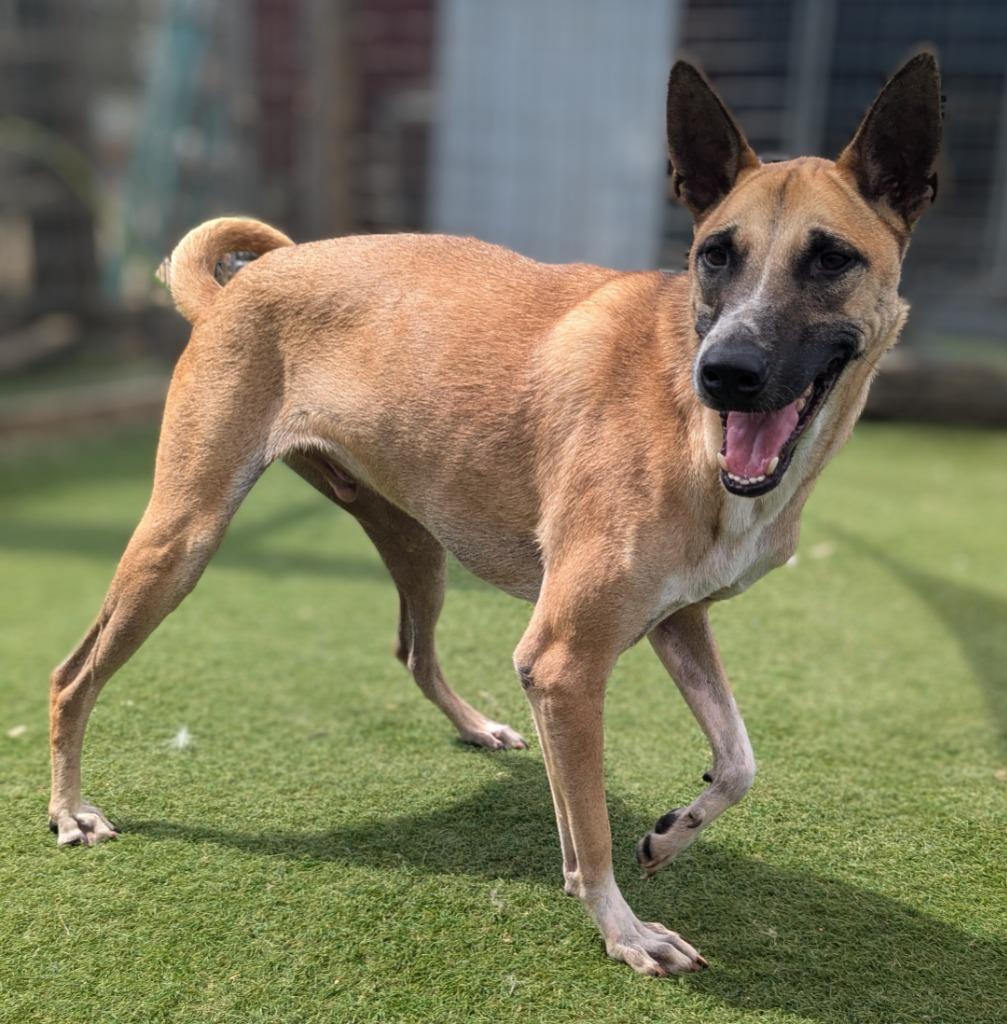 Enlarge Vander (Soi Dog), a Adoptable mixed breed in Seattle, WA image 4/6