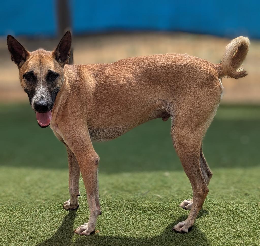 Enlarge Vander (Soi Dog), a Adoptable mixed breed in Seattle, WA image 4/6