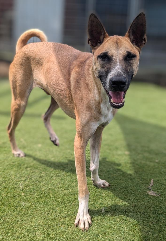 Enlarge Vander (Soi Dog), a Adoptable mixed breed in Seattle, WA image 5/6