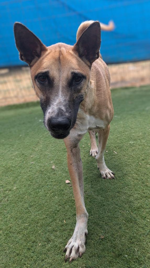 Enlarge Vander (Soi Dog), a Adoptable mixed breed in Seattle, WA image 6/6