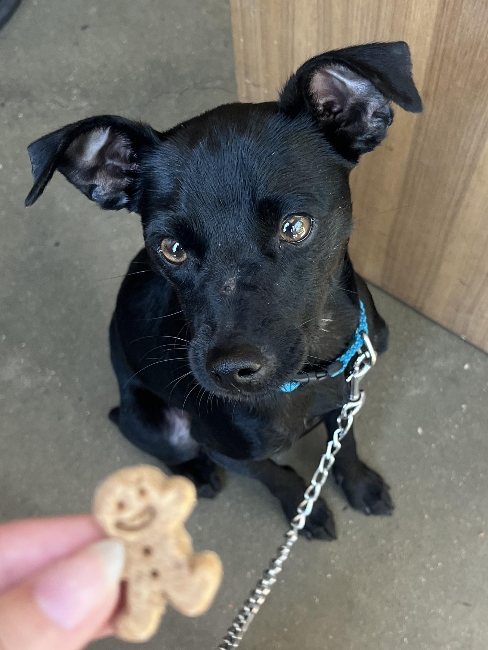 Enlarge Lion, a Adoptable mixed breed in Murrieta, CA image 1/3